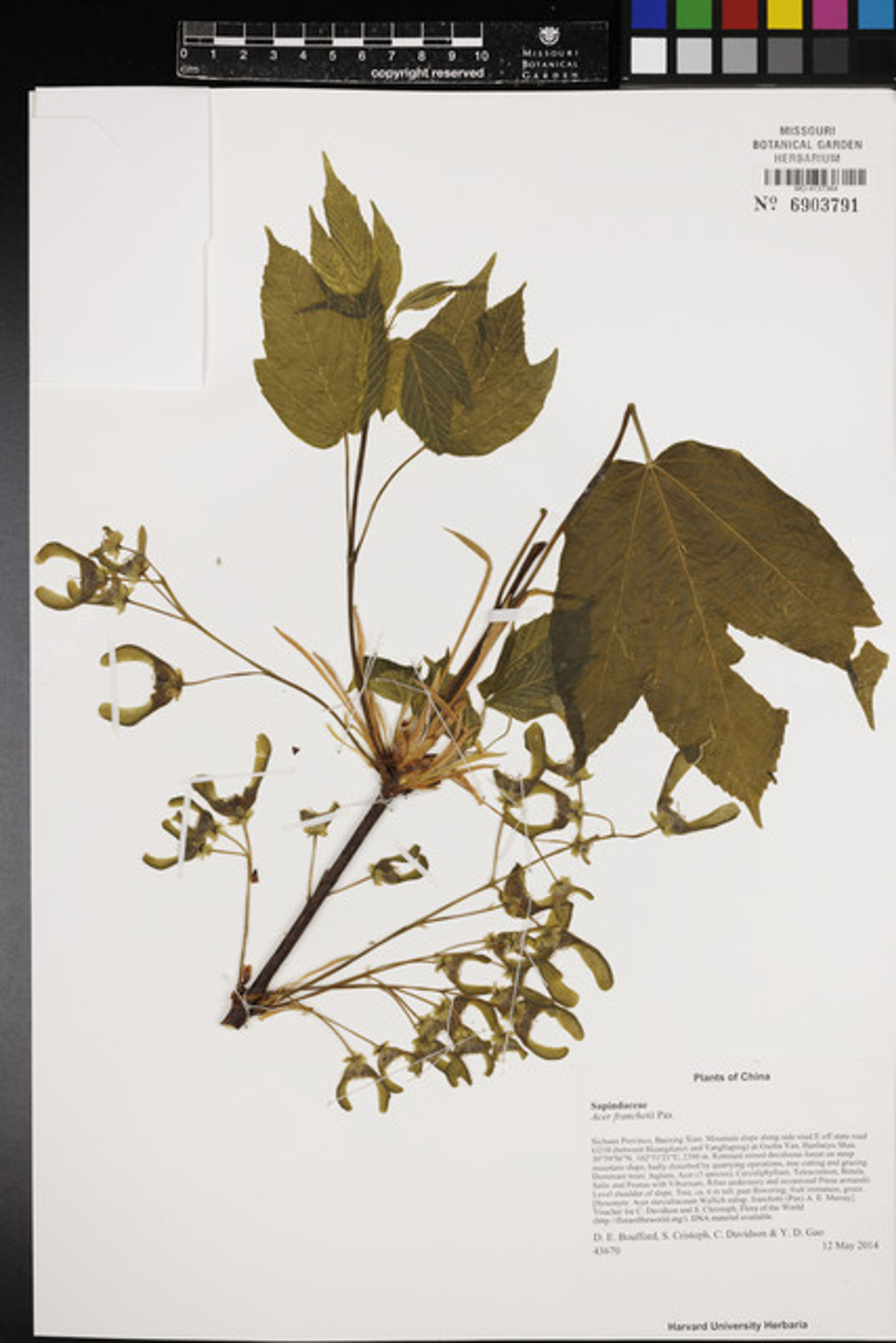 Acer sterculiaceum - 11