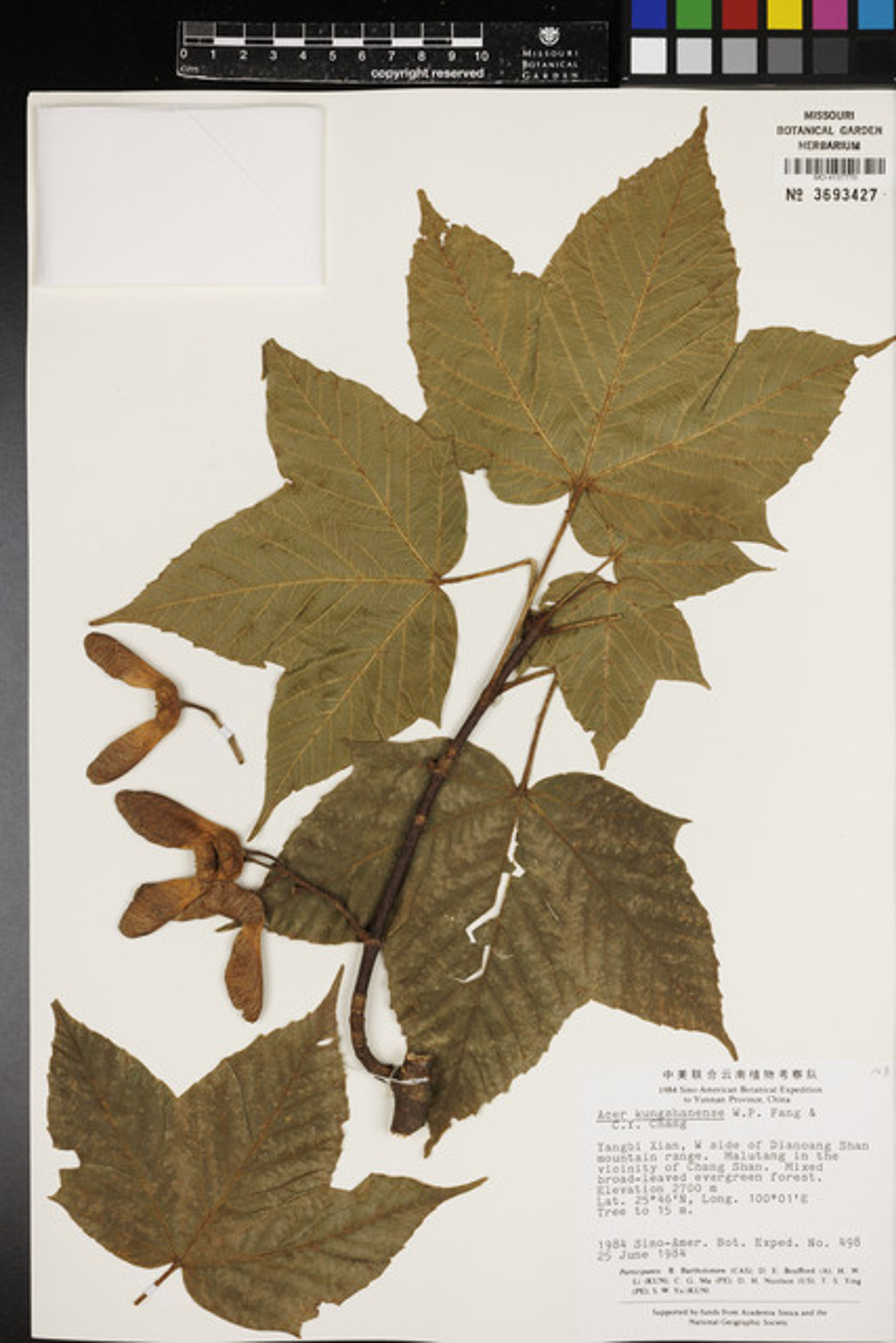 Acer sterculiaceum - 40