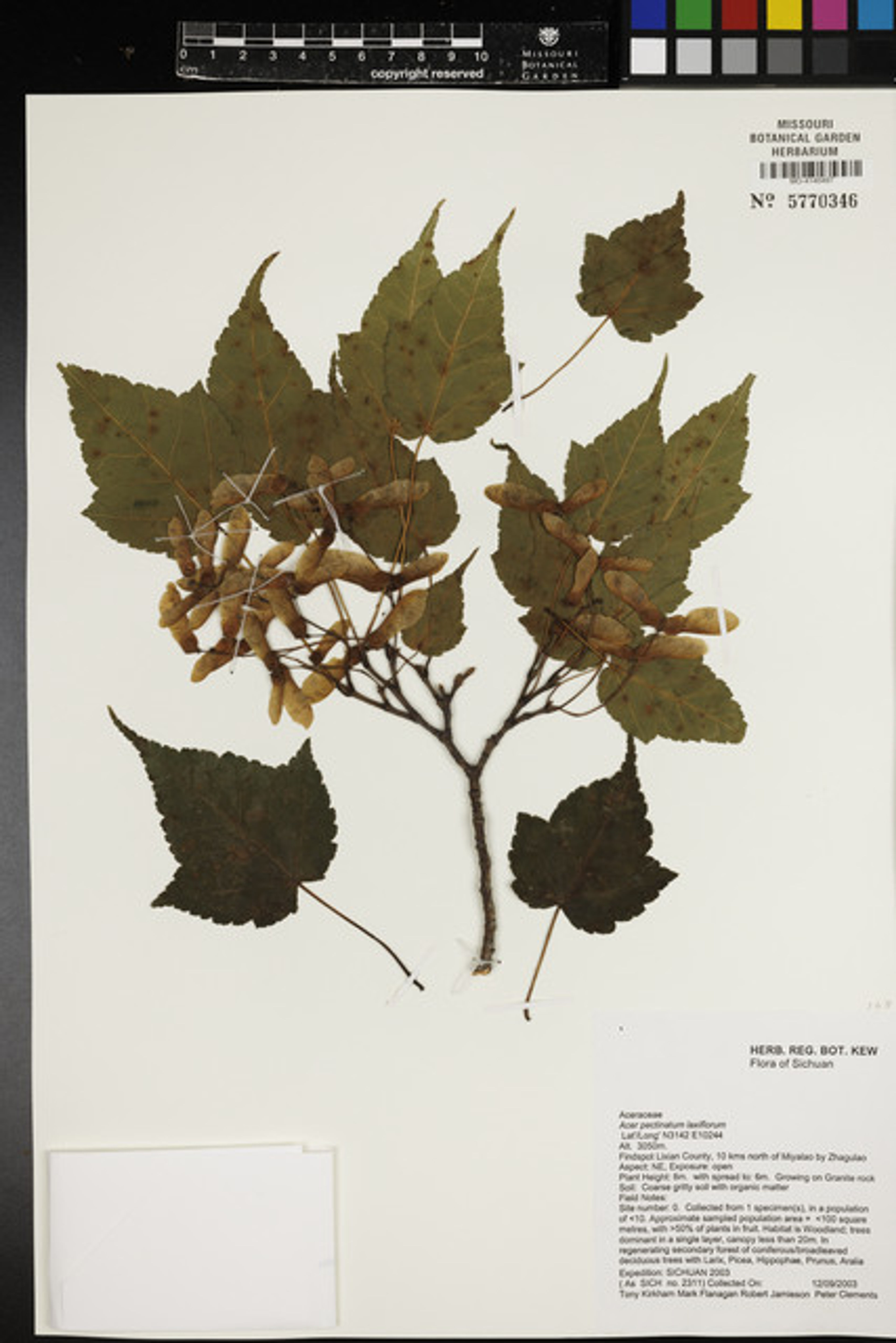 Acer pectinatum - 14