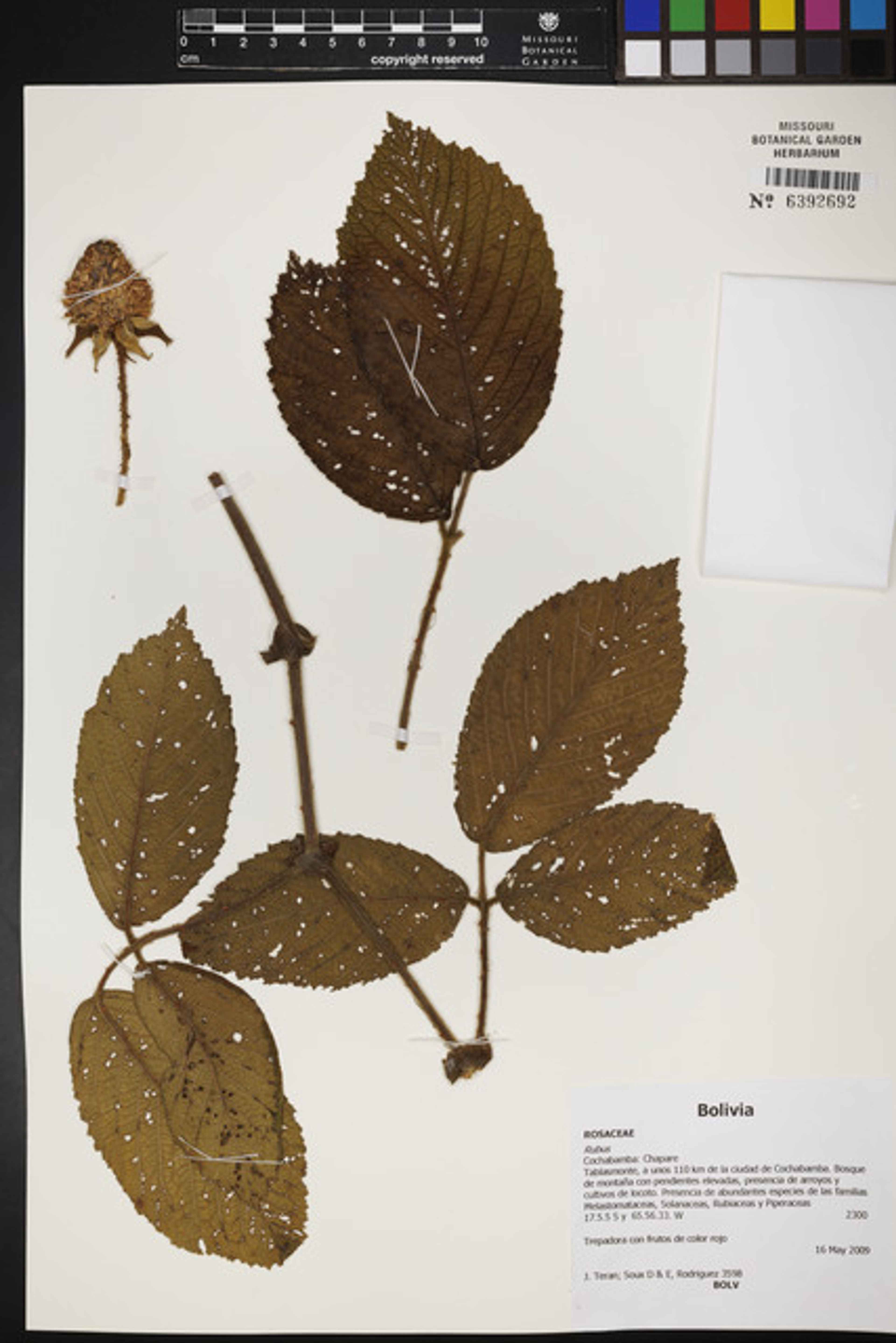 Rubus nubigenus - 48
