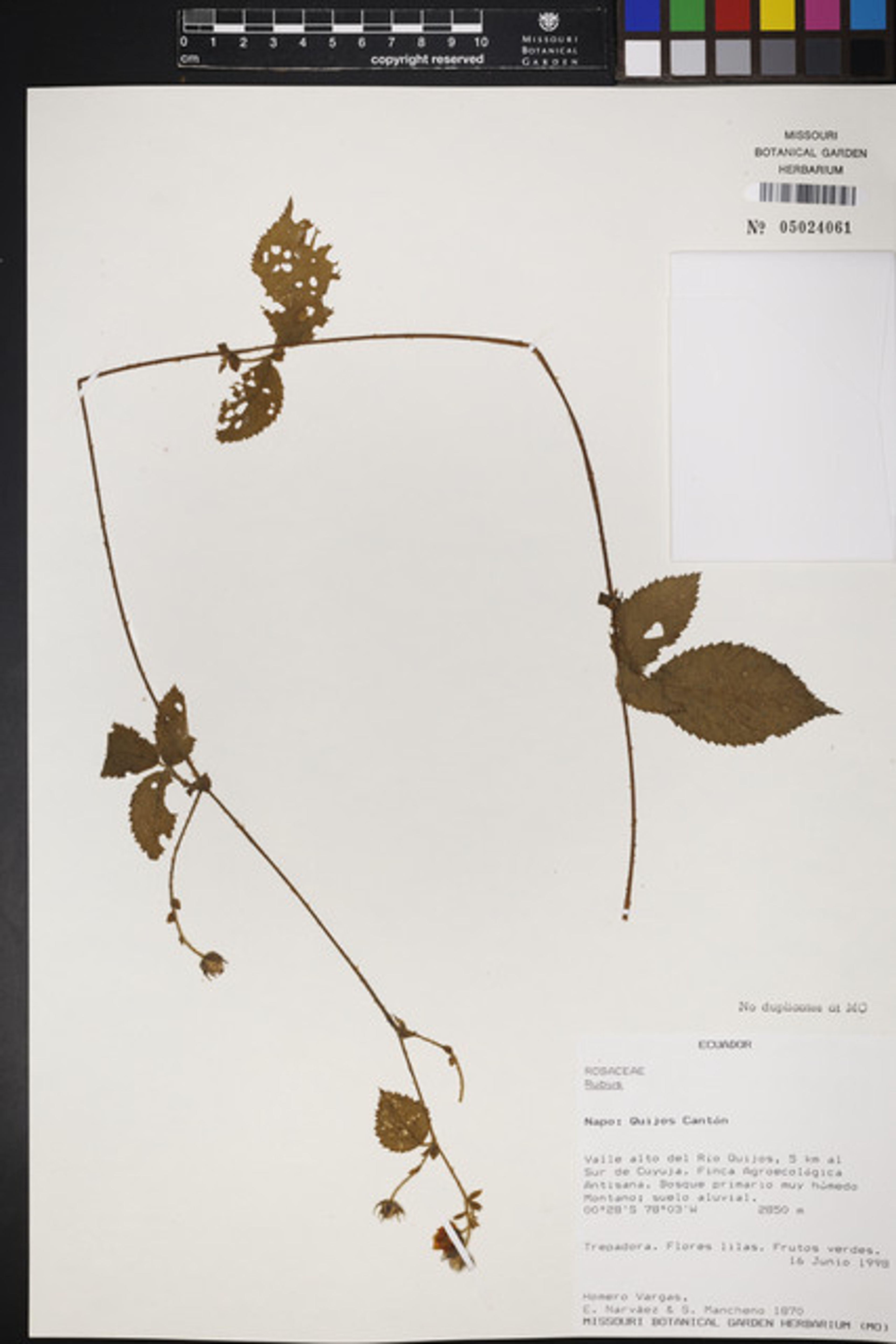 Rubus nubigenus - 68