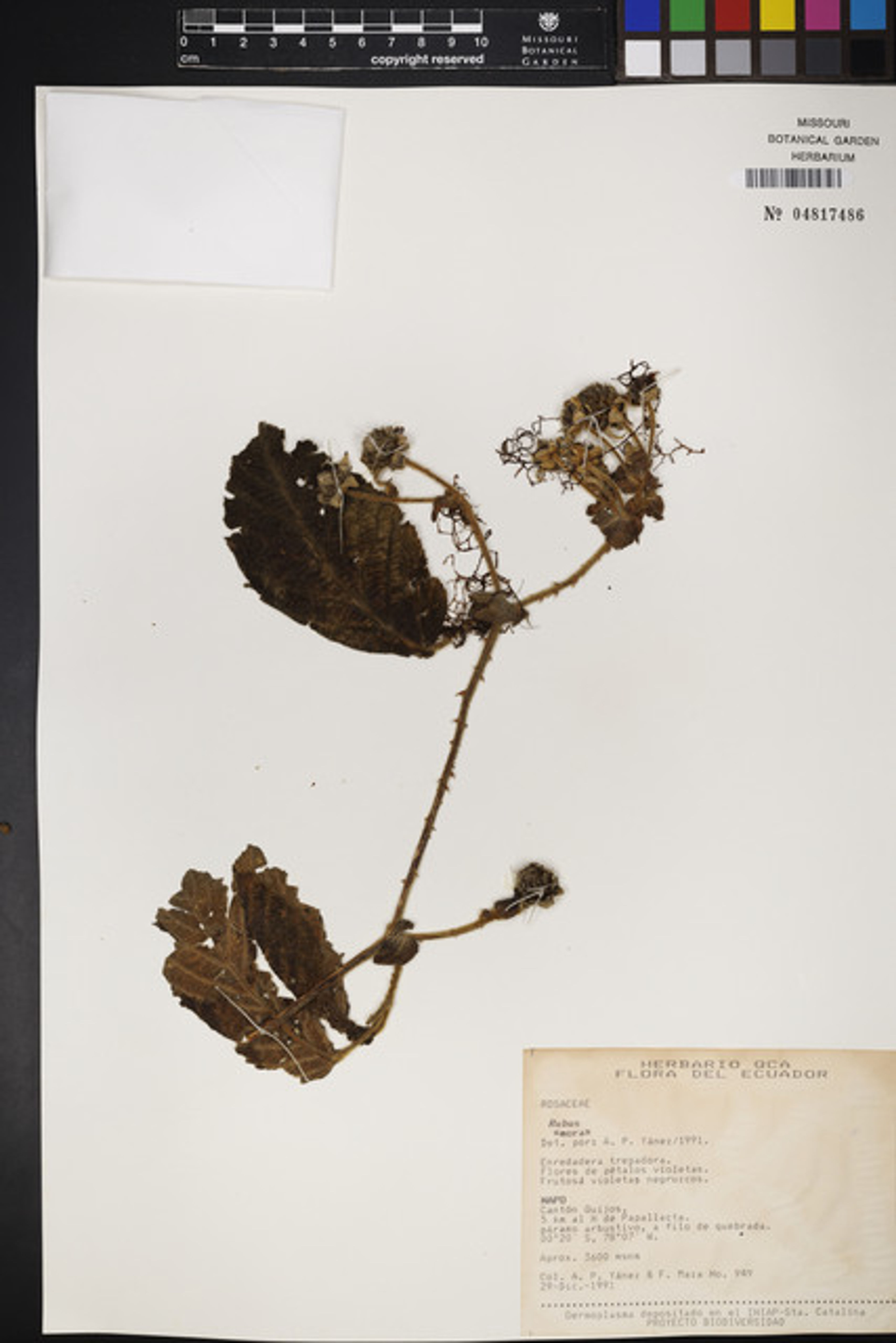 Rubus nubigenus - 50