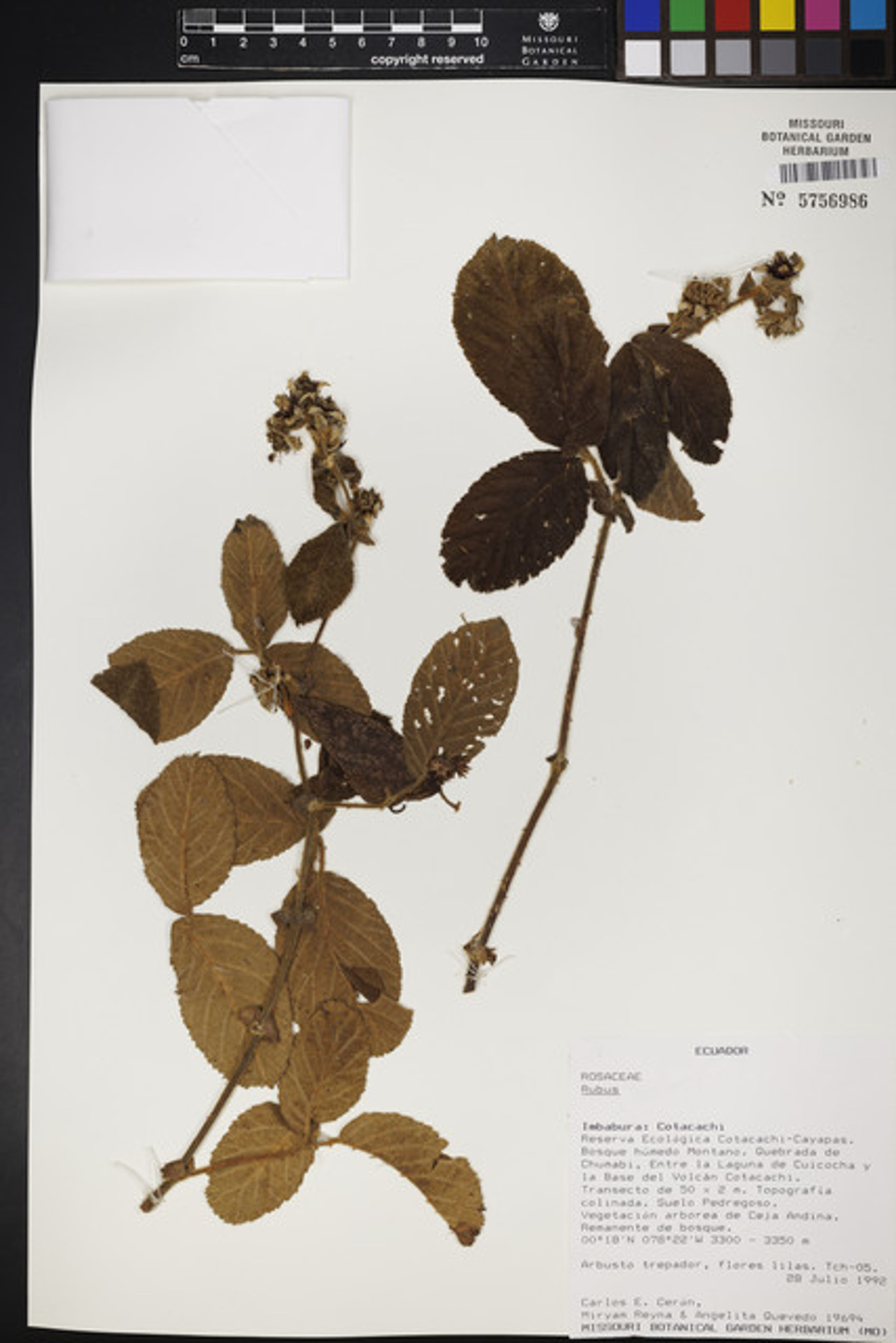 Rubus nubigenus - 73