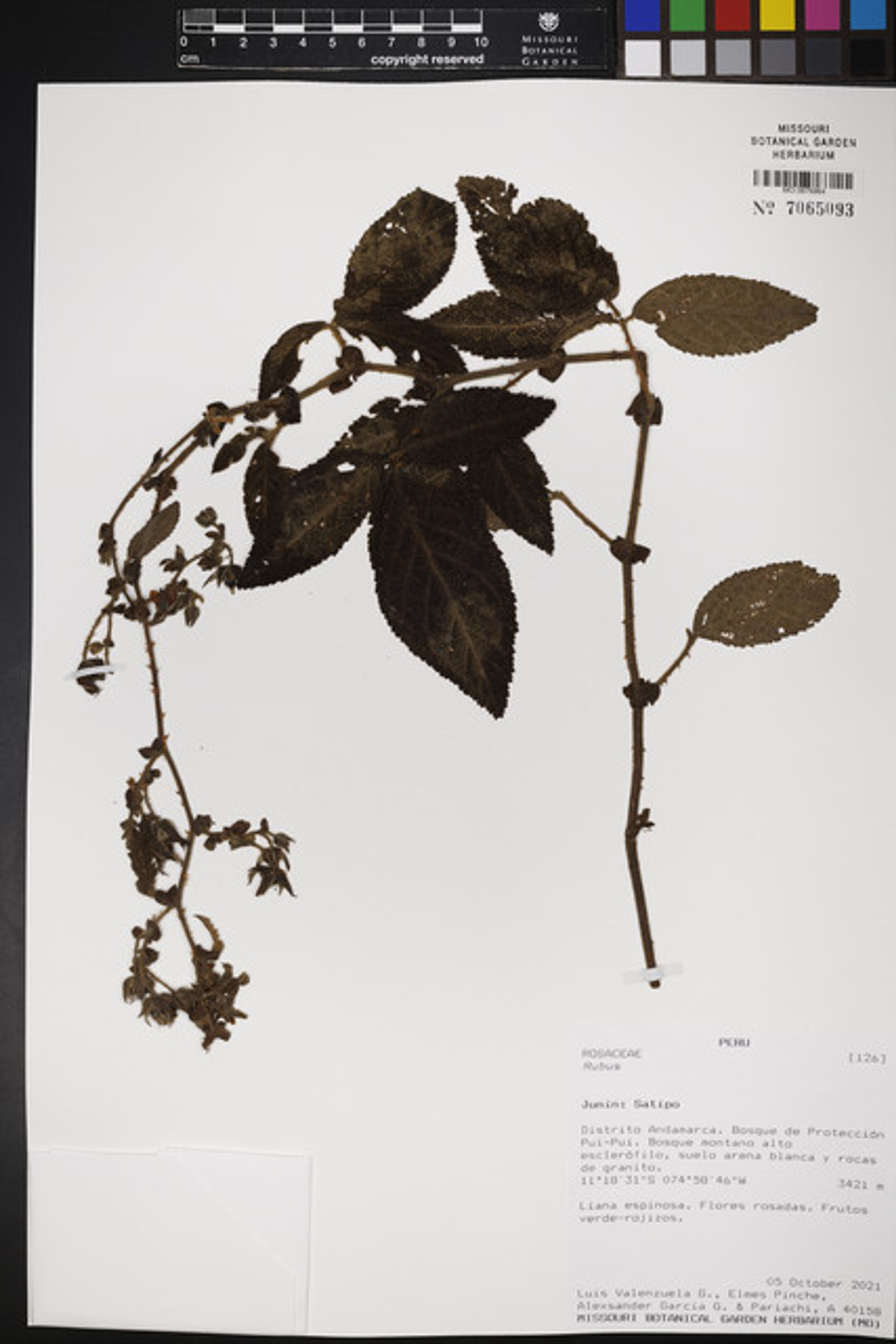 Rubus nubigenus - 76