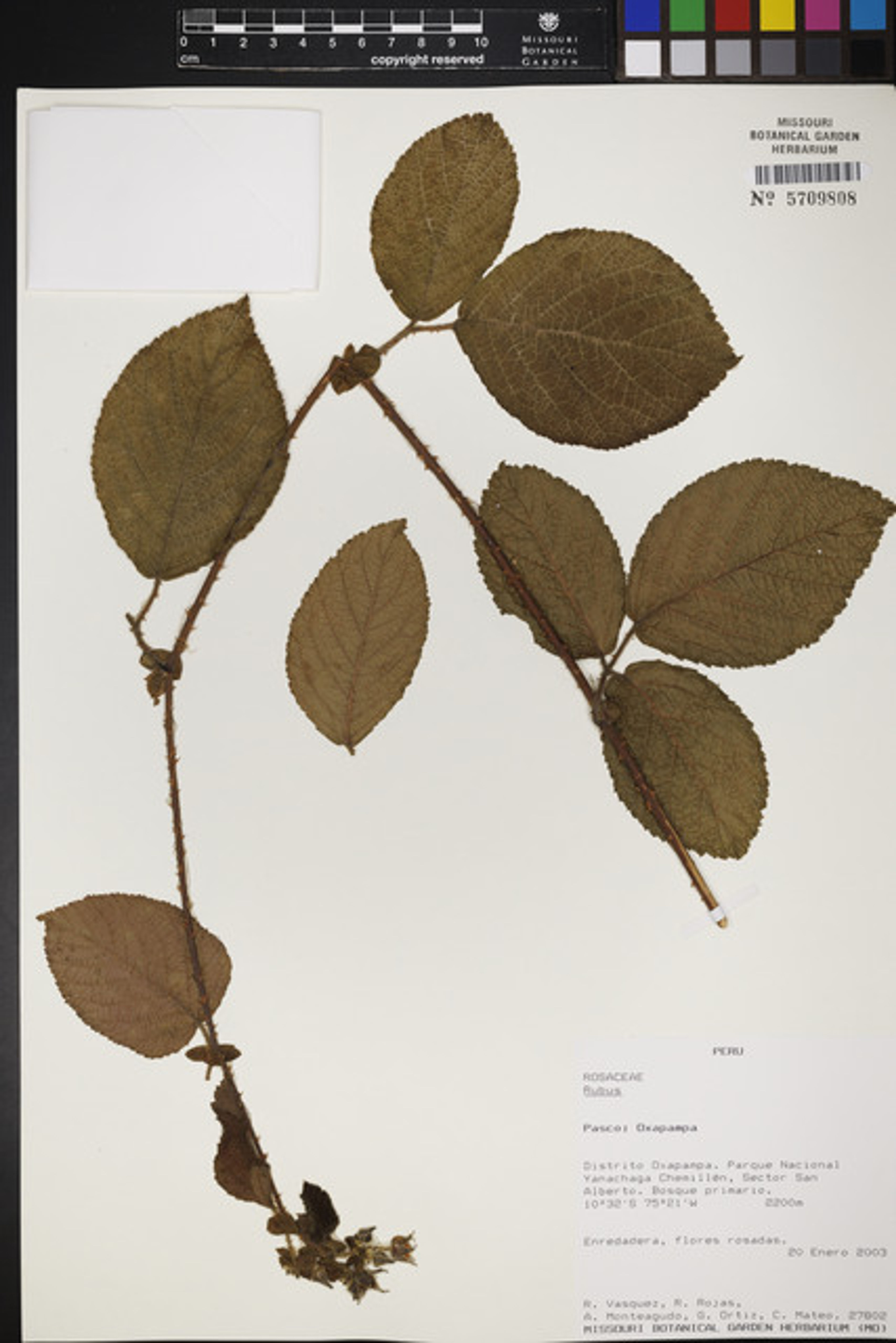 Rubus nubigenus - 45