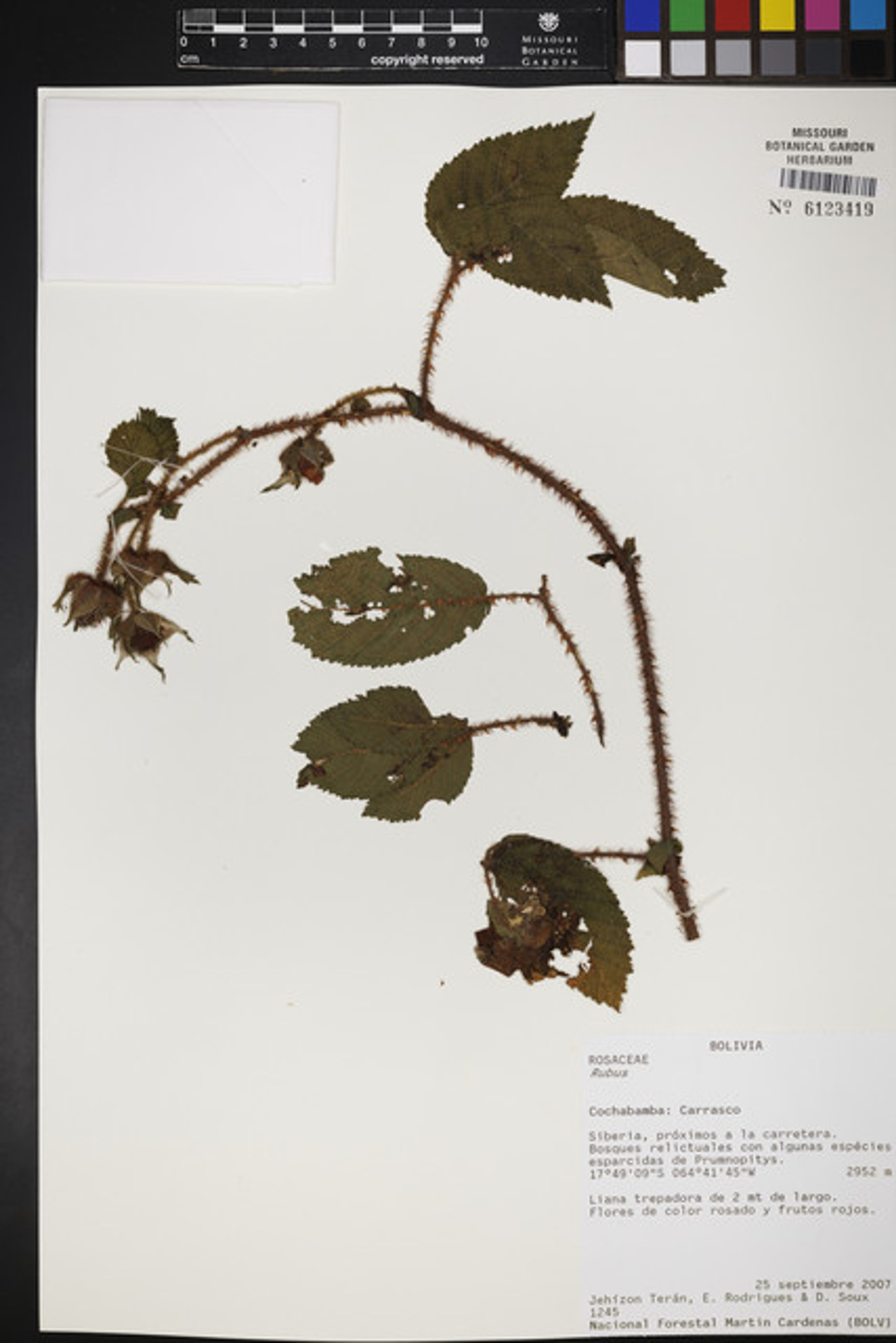 Rubus nubigenus - 1