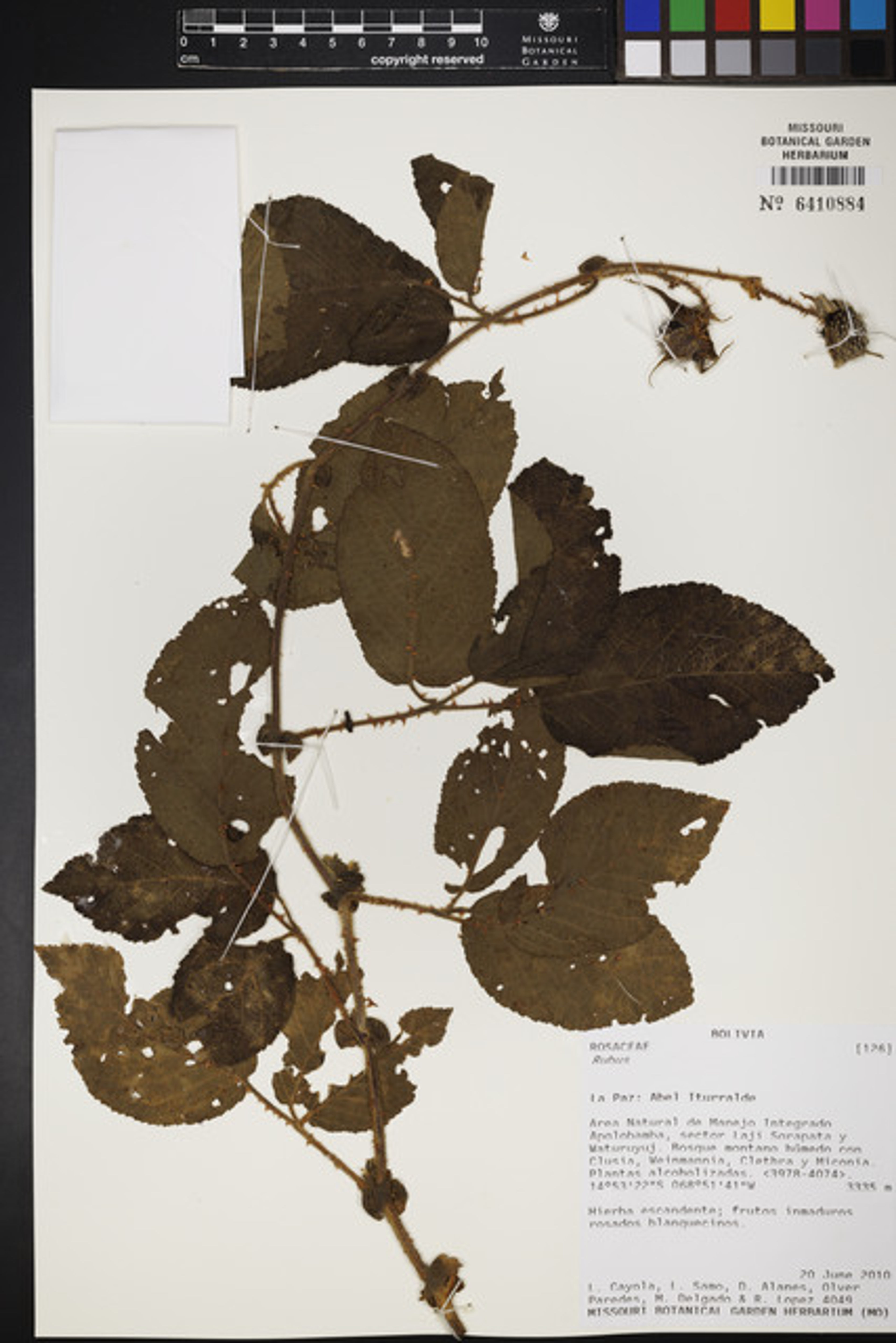 Rubus nubigenus - 10
