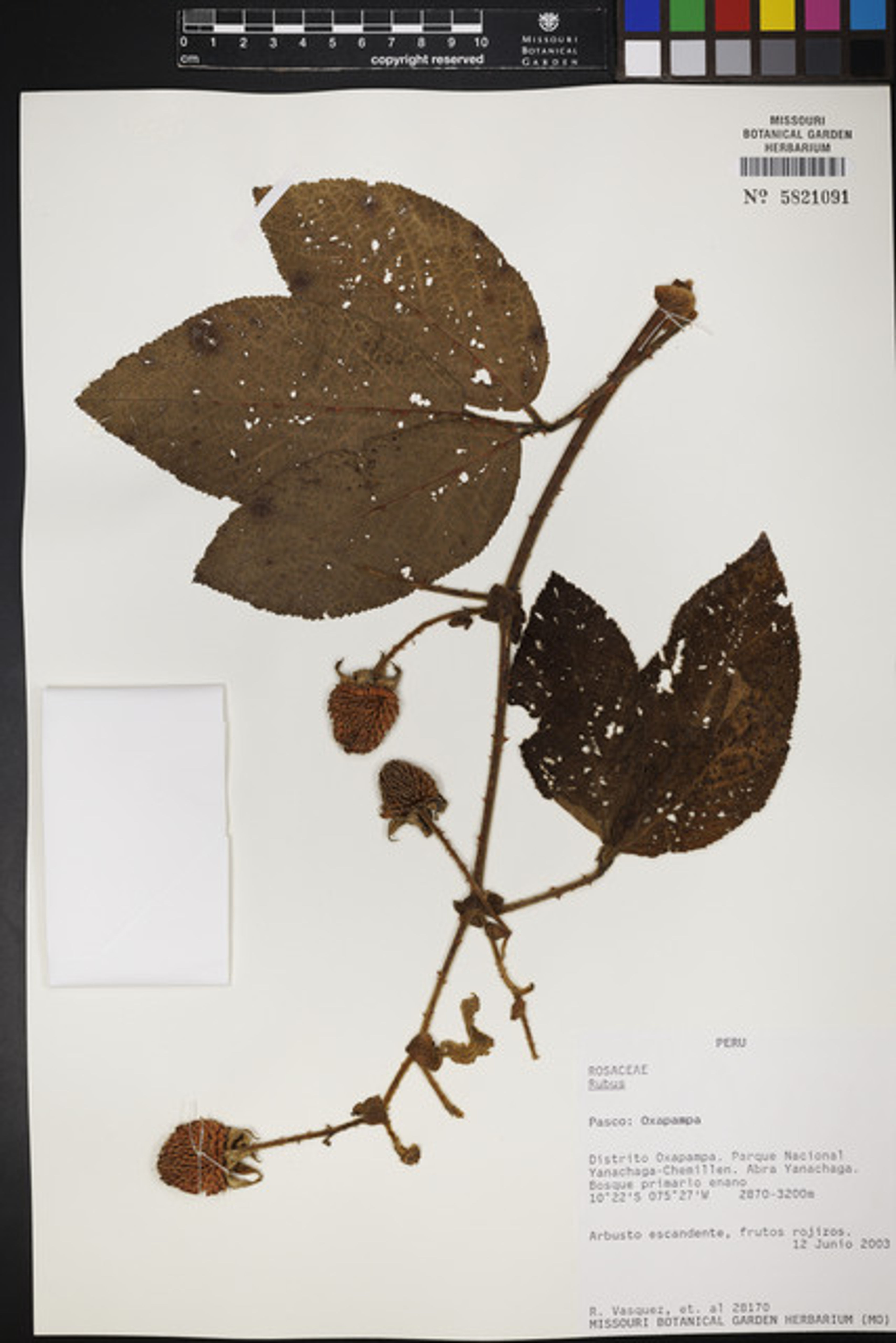 Rubus nubigenus - 131