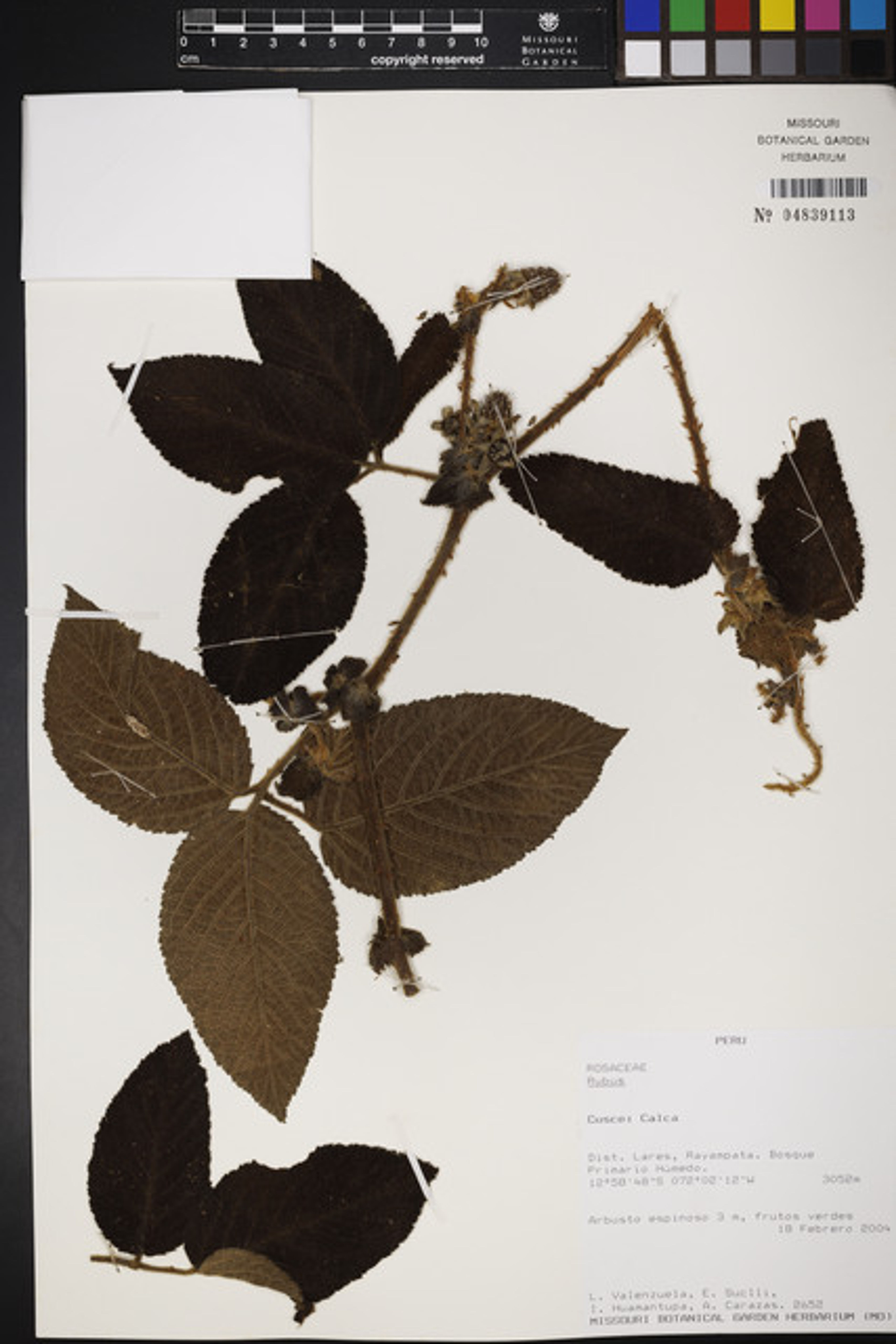 Rubus nubigenus - 90