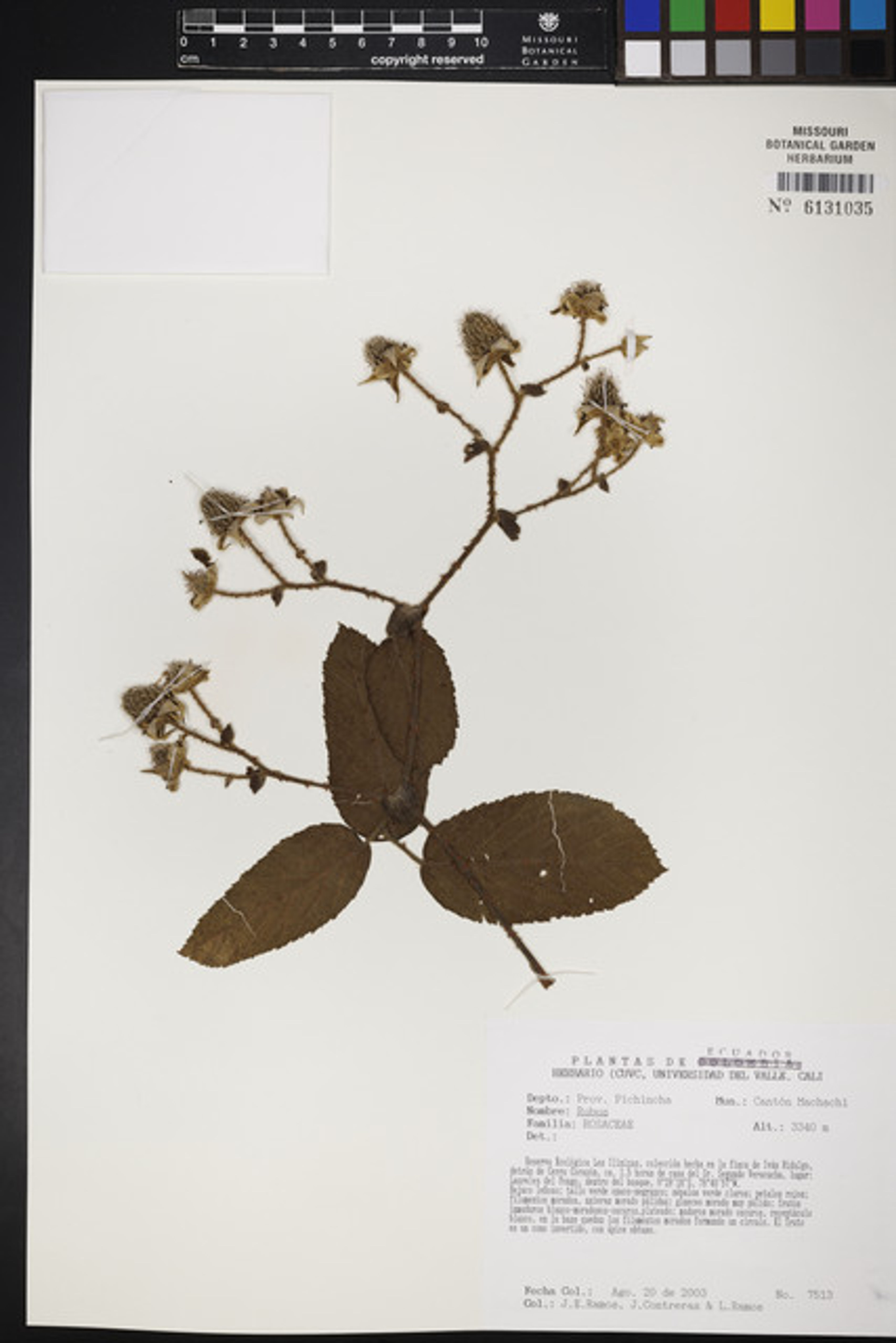 Rubus nubigenus - 146