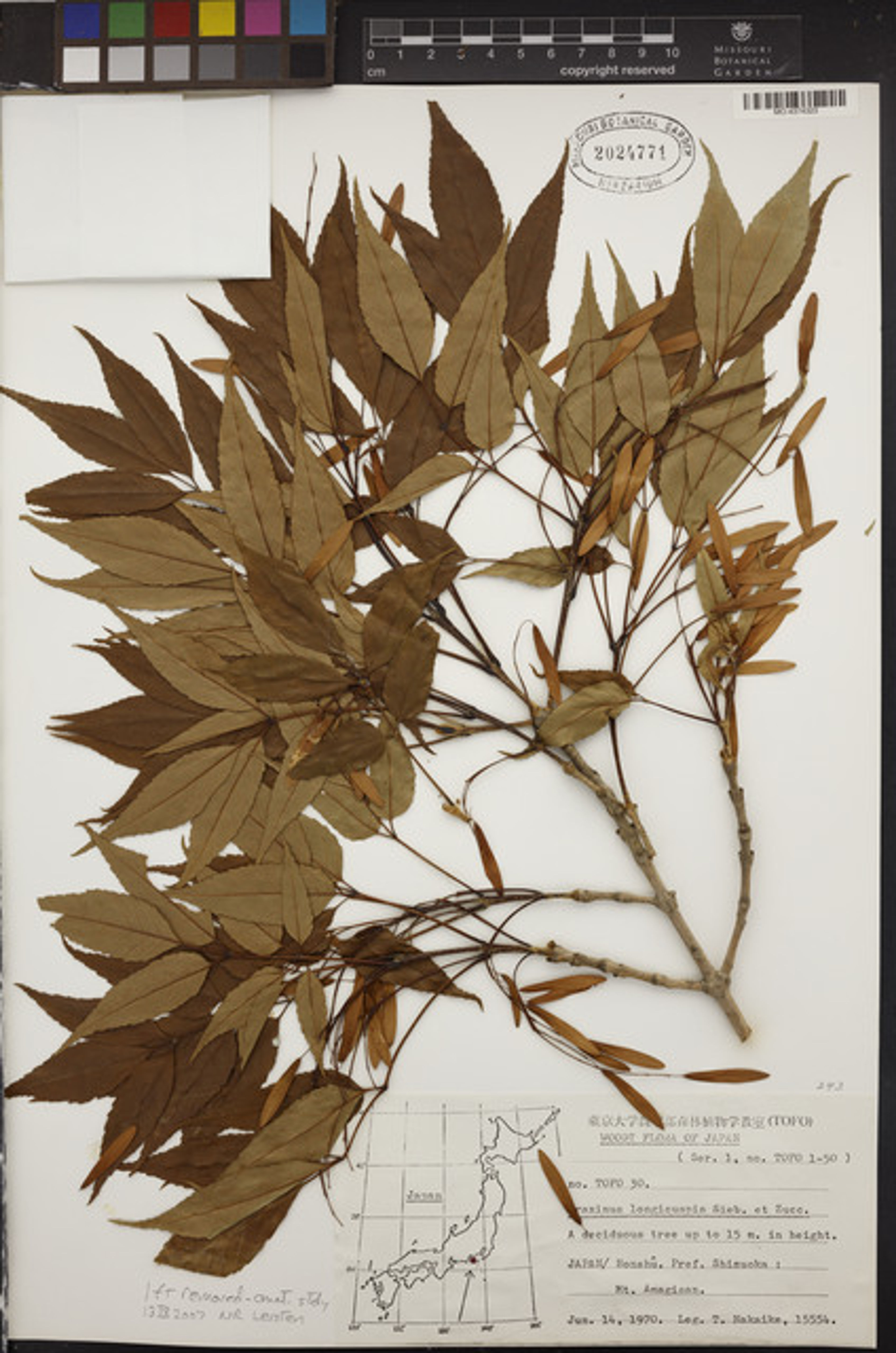 Fraxinus longicuspis - 20