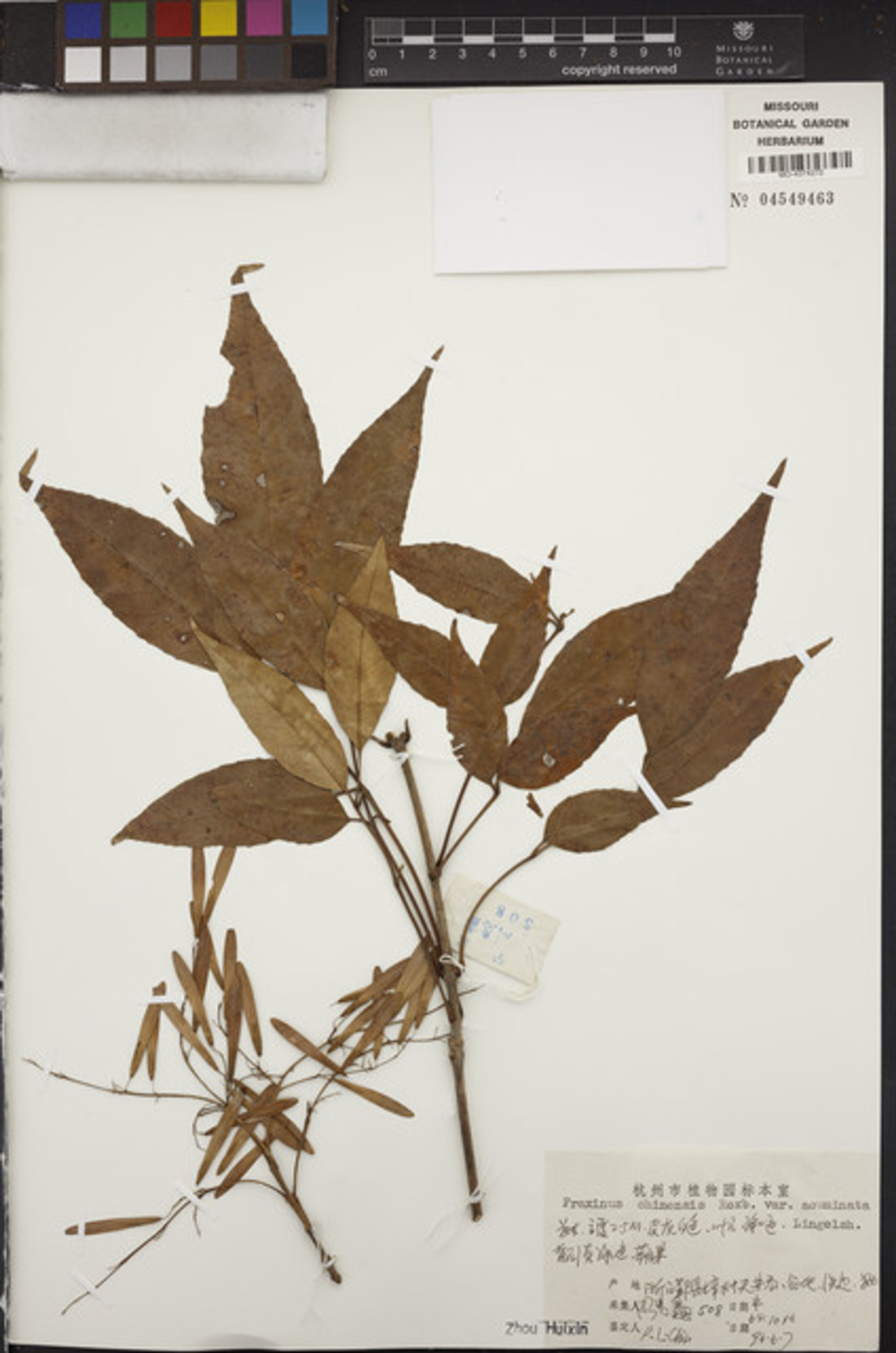 Fraxinus longicuspis - 71
