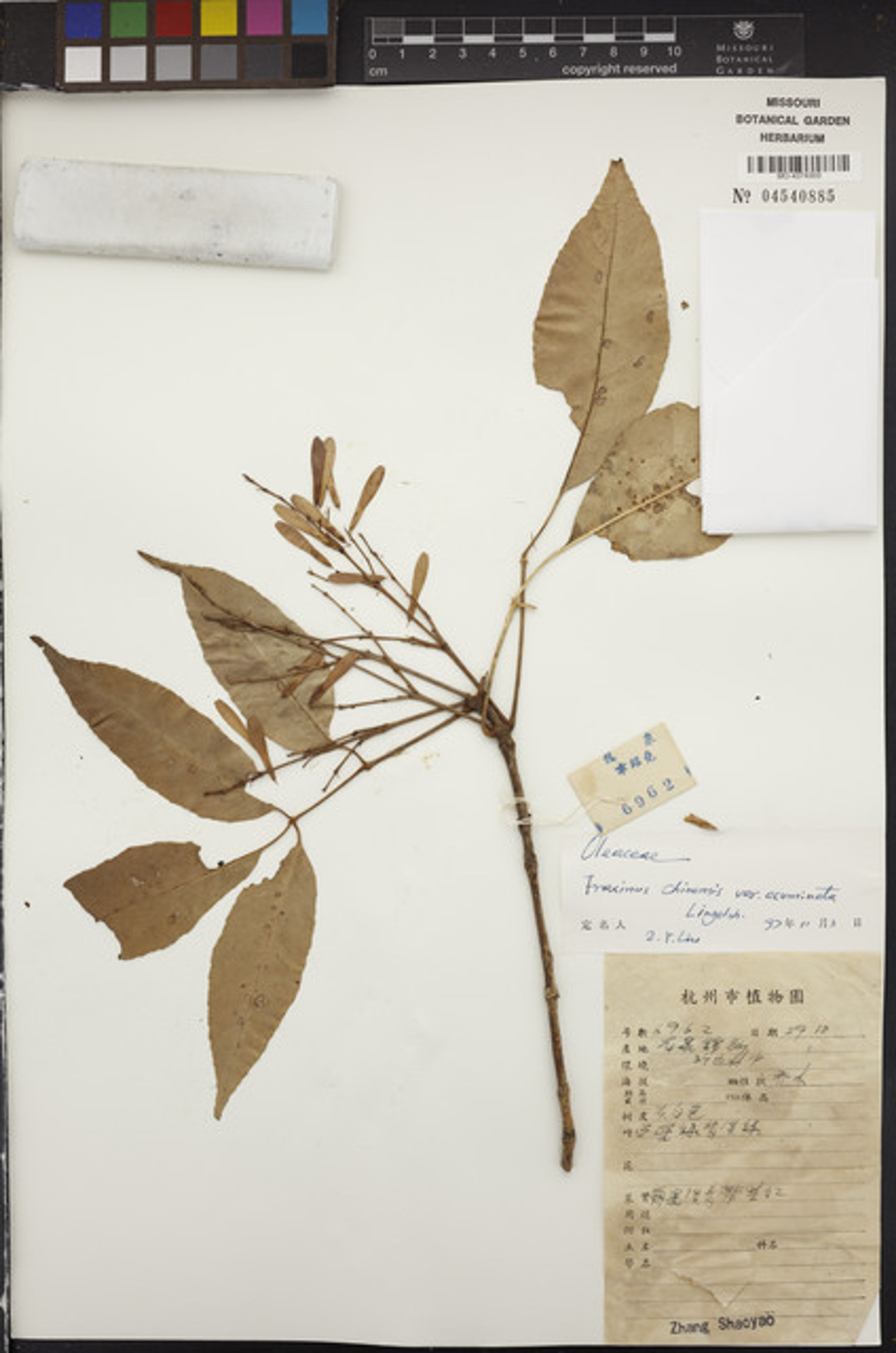 Fraxinus longicuspis - 12