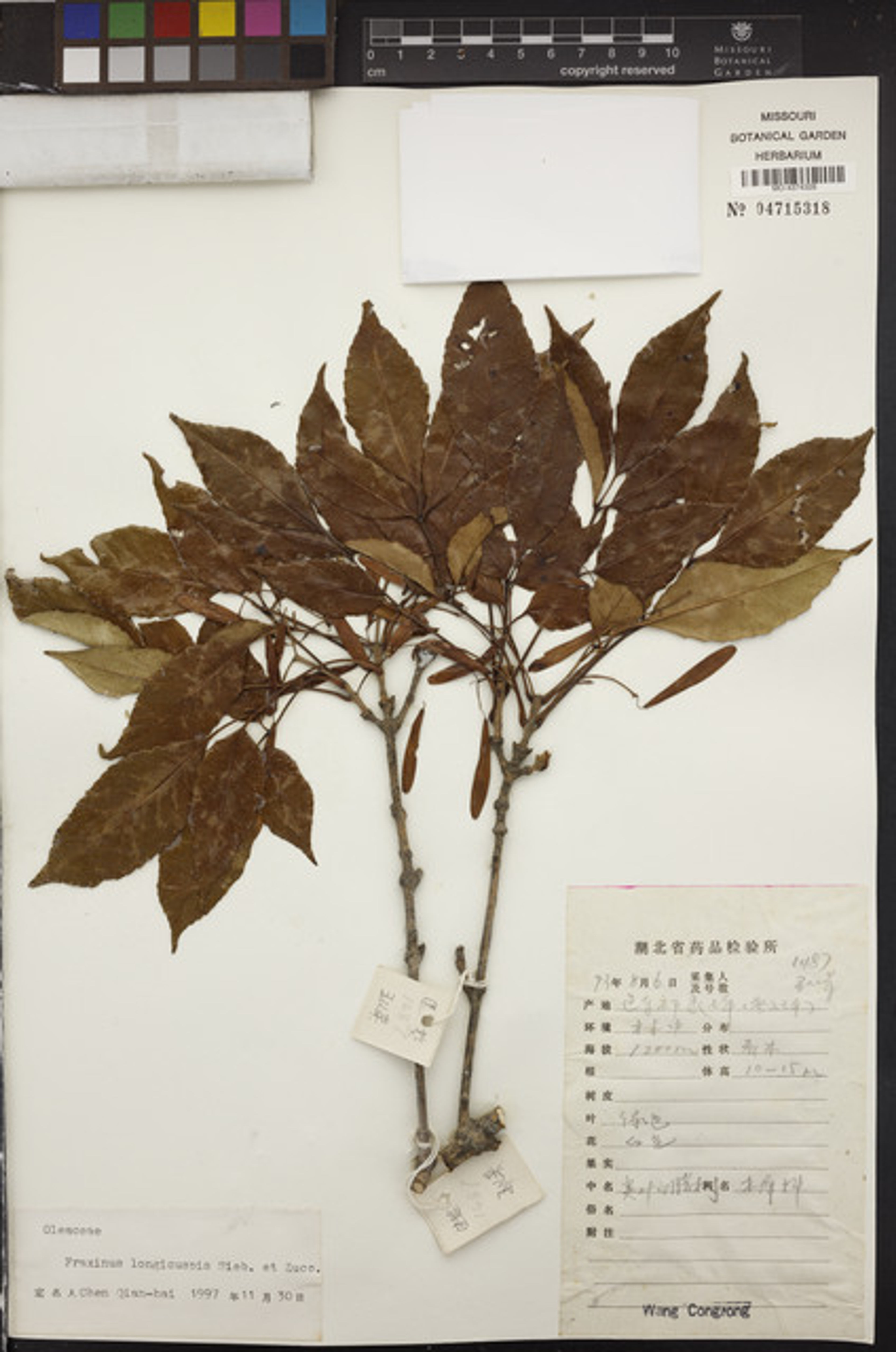Fraxinus longicuspis - 9