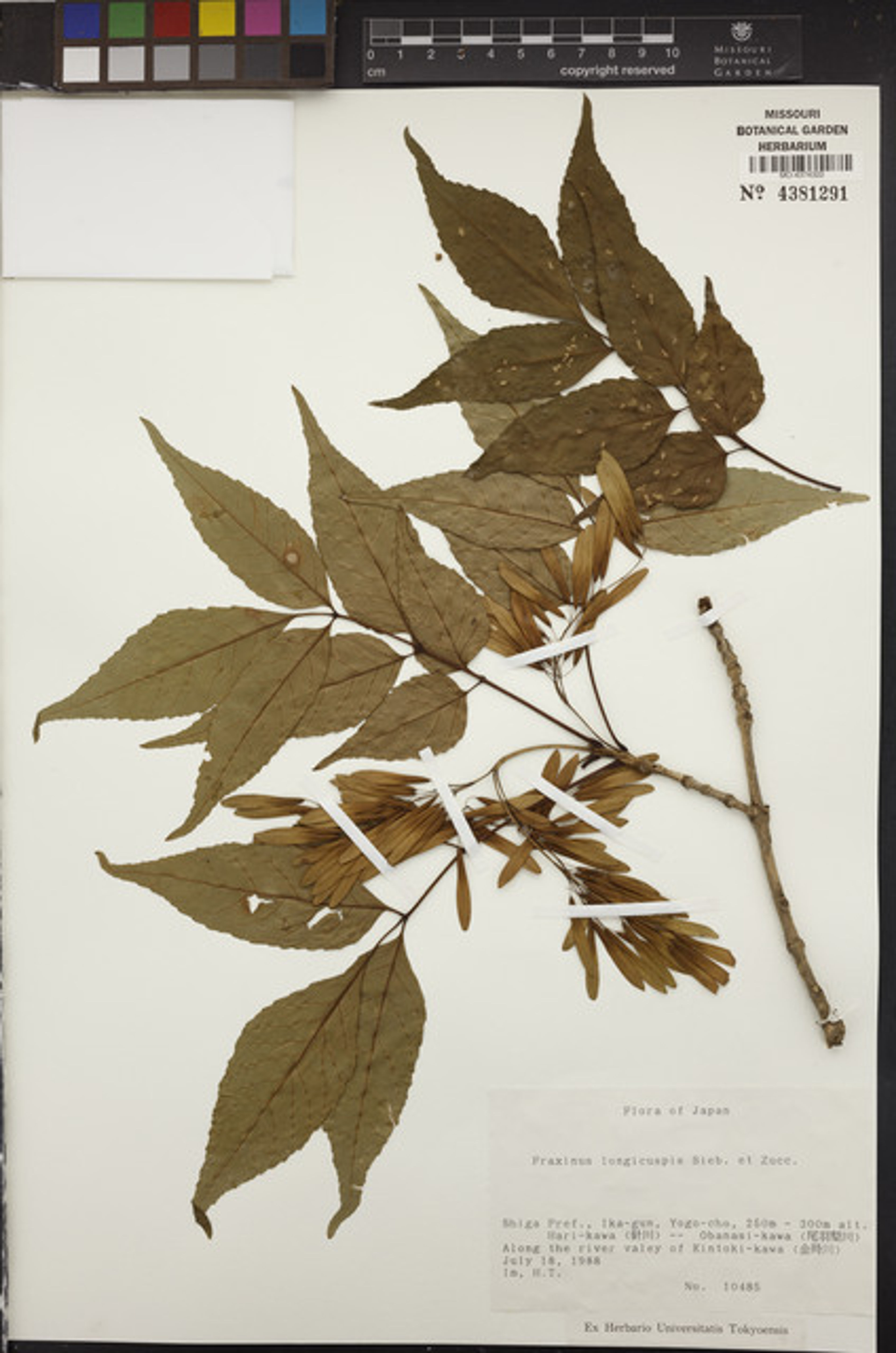 Fraxinus longicuspis - 73