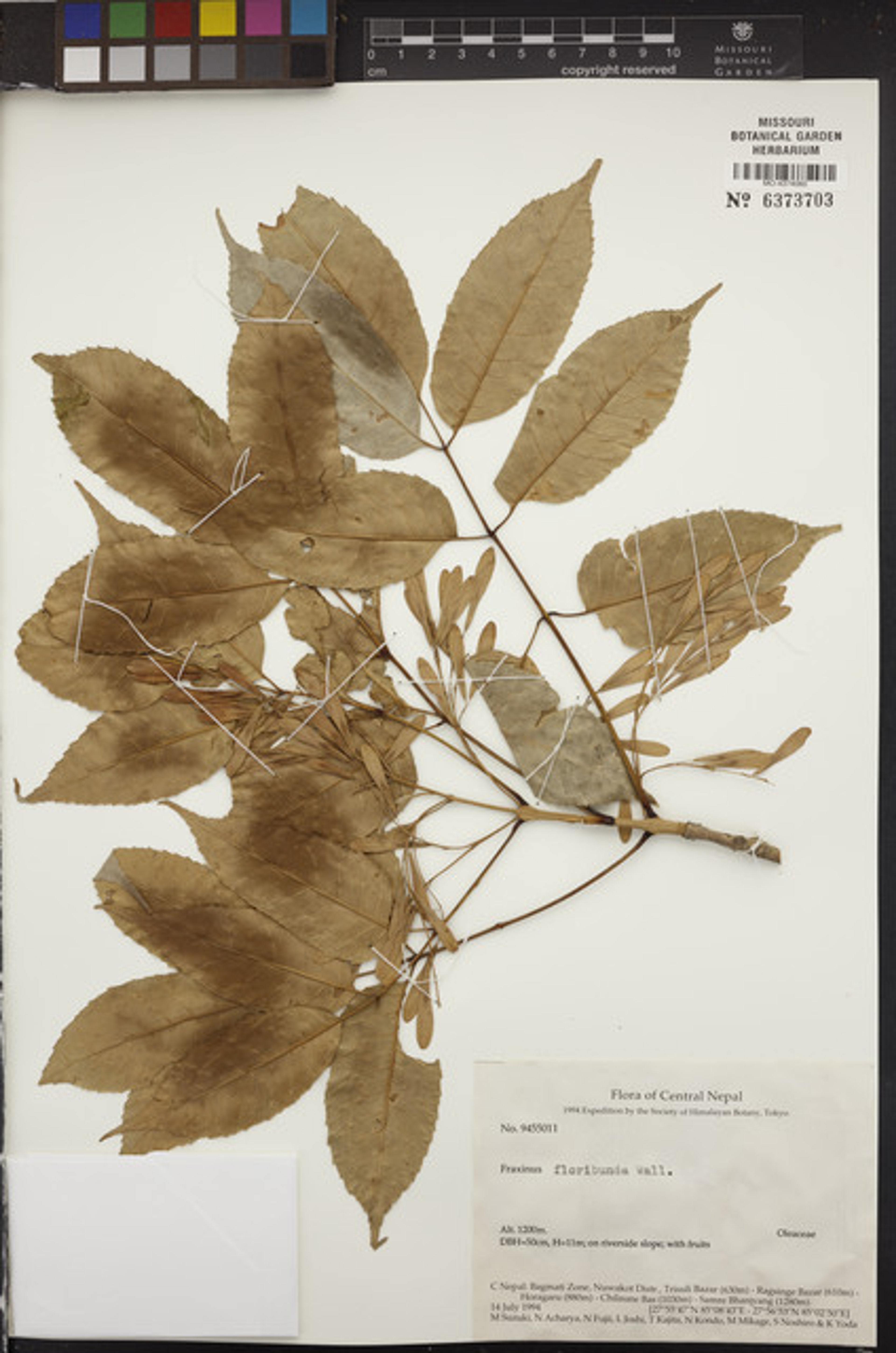 Fraxinus floribunda - 53