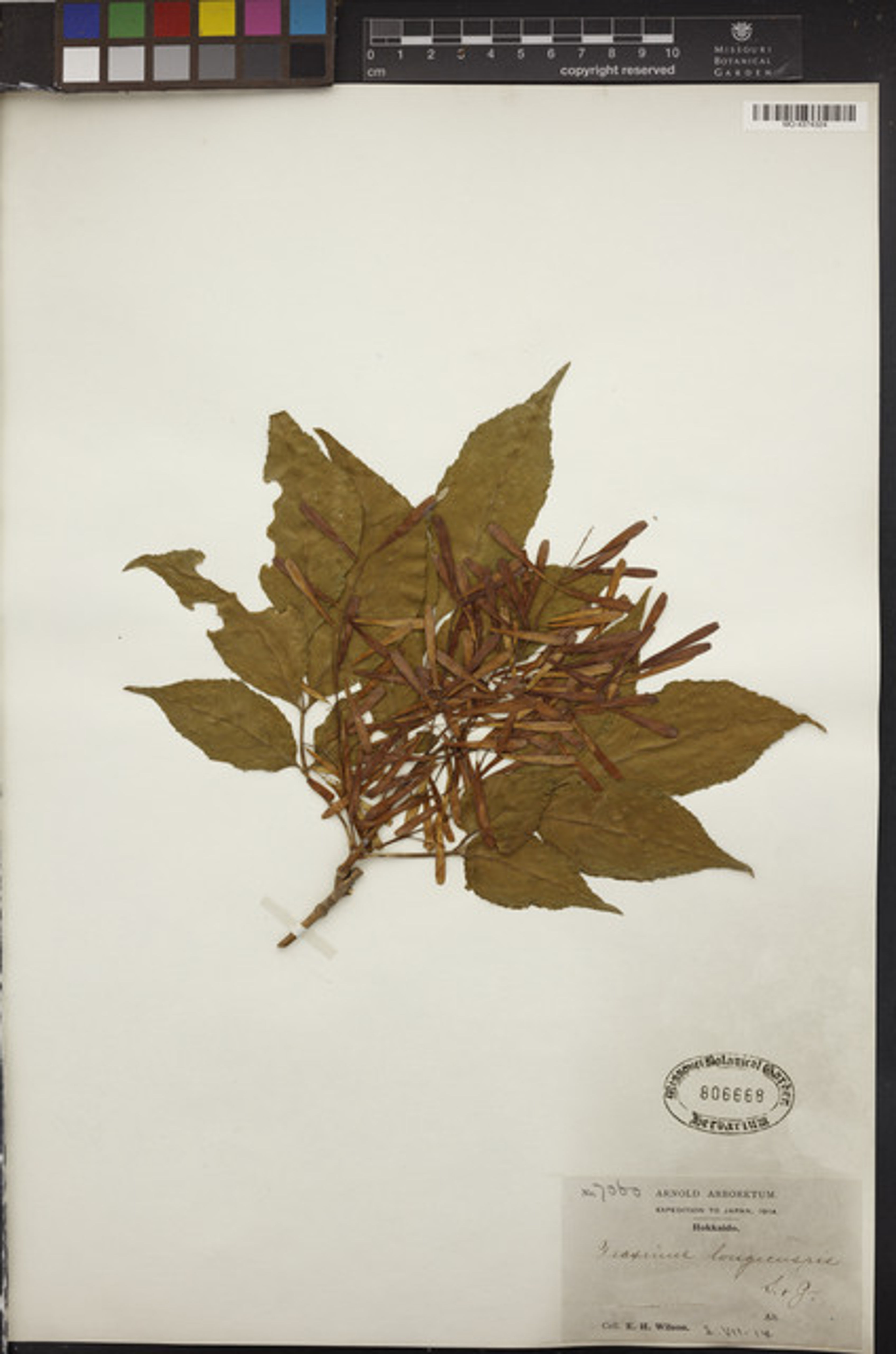 Fraxinus longicuspis - 77