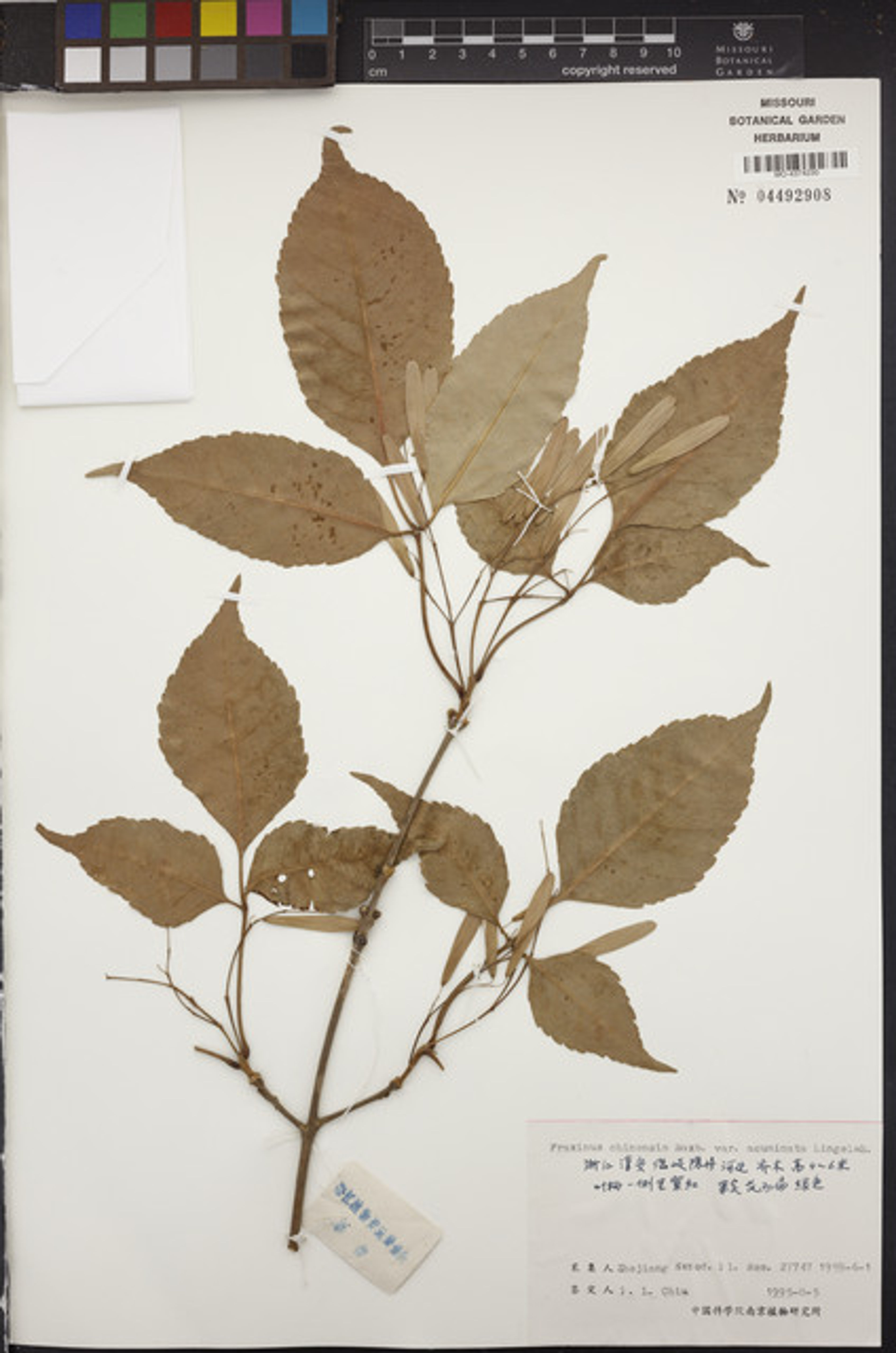 Fraxinus longicuspis - 47