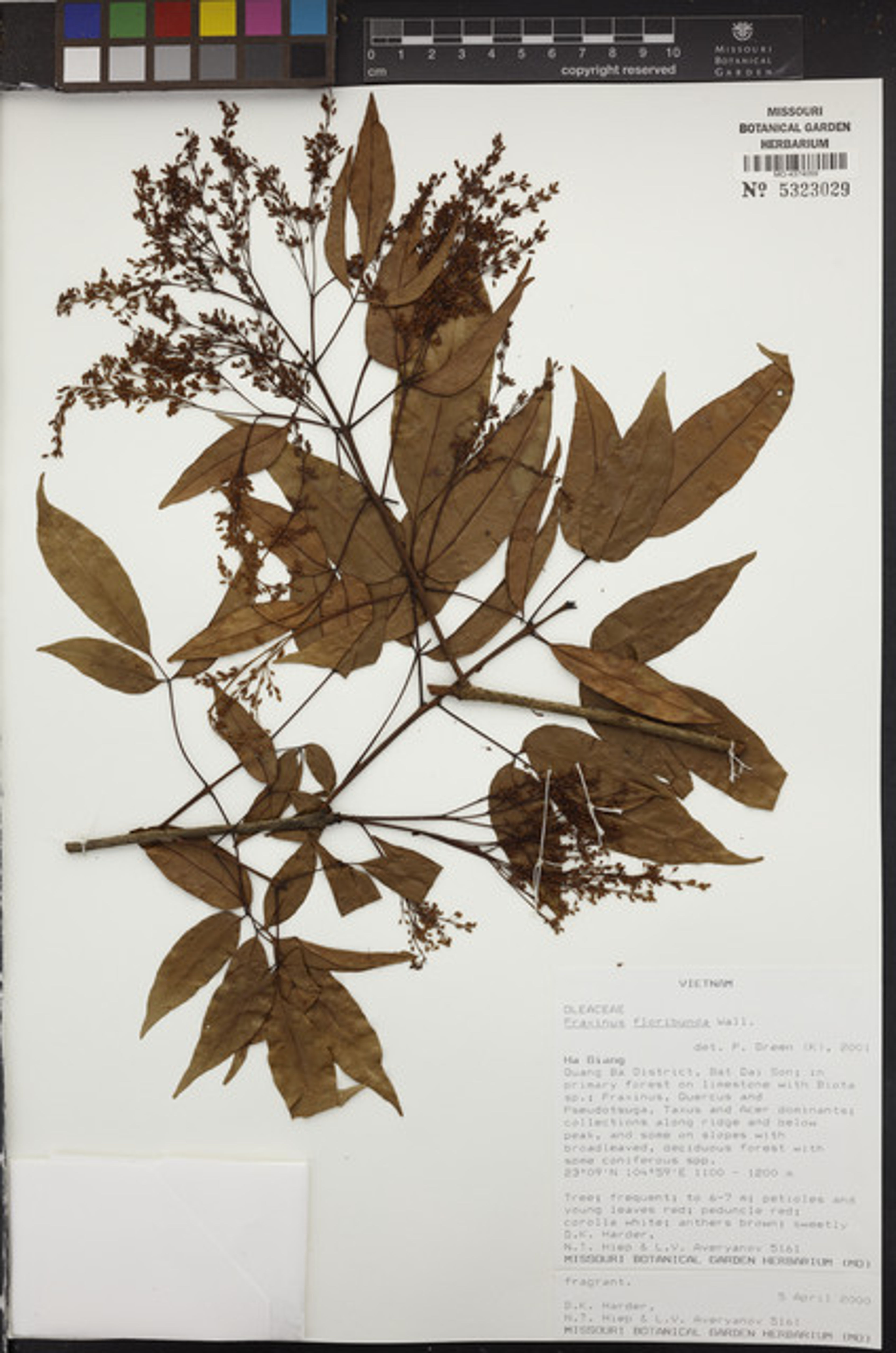 Fraxinus floribunda - 43