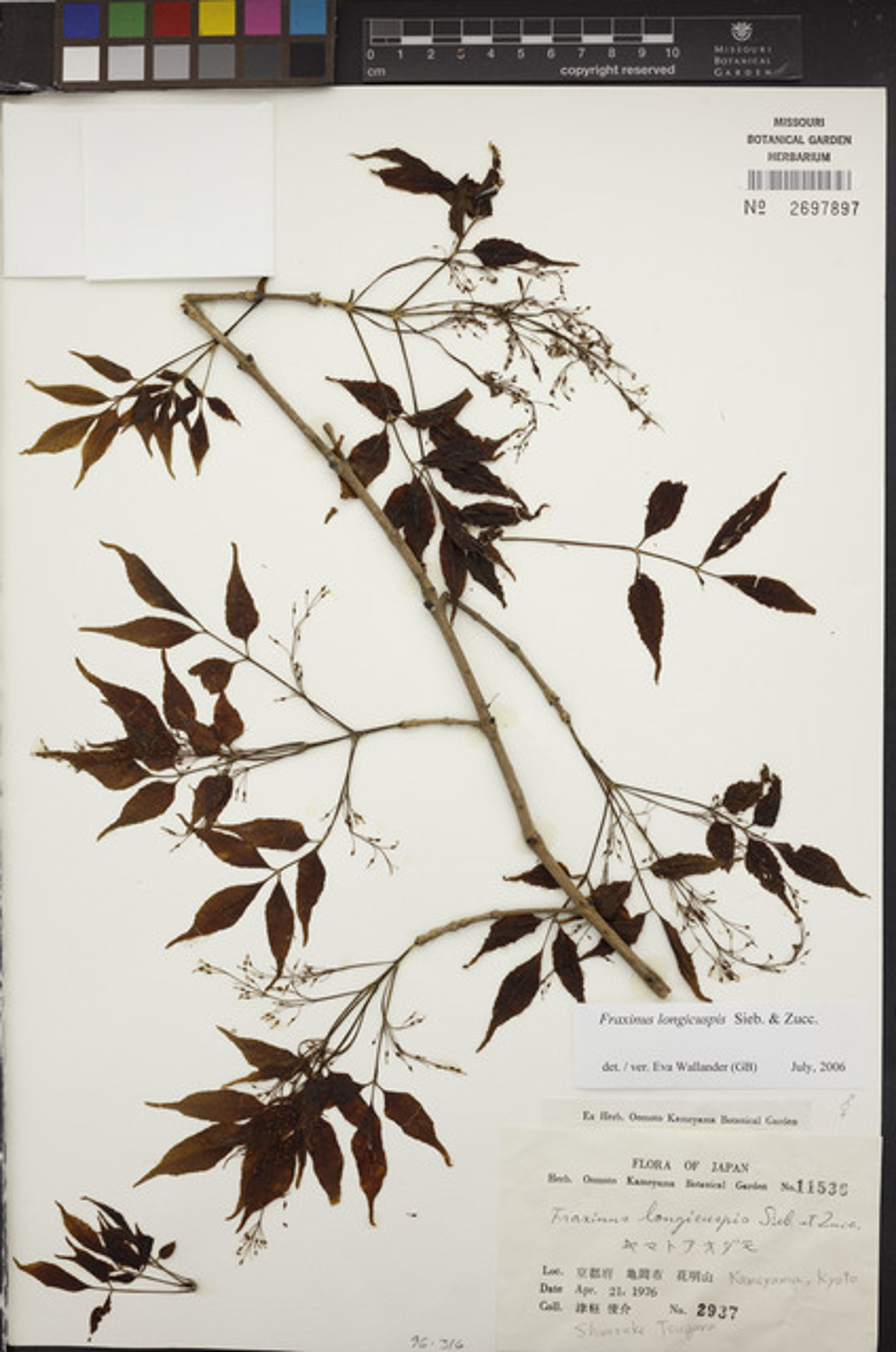 Fraxinus longicuspis - 68
