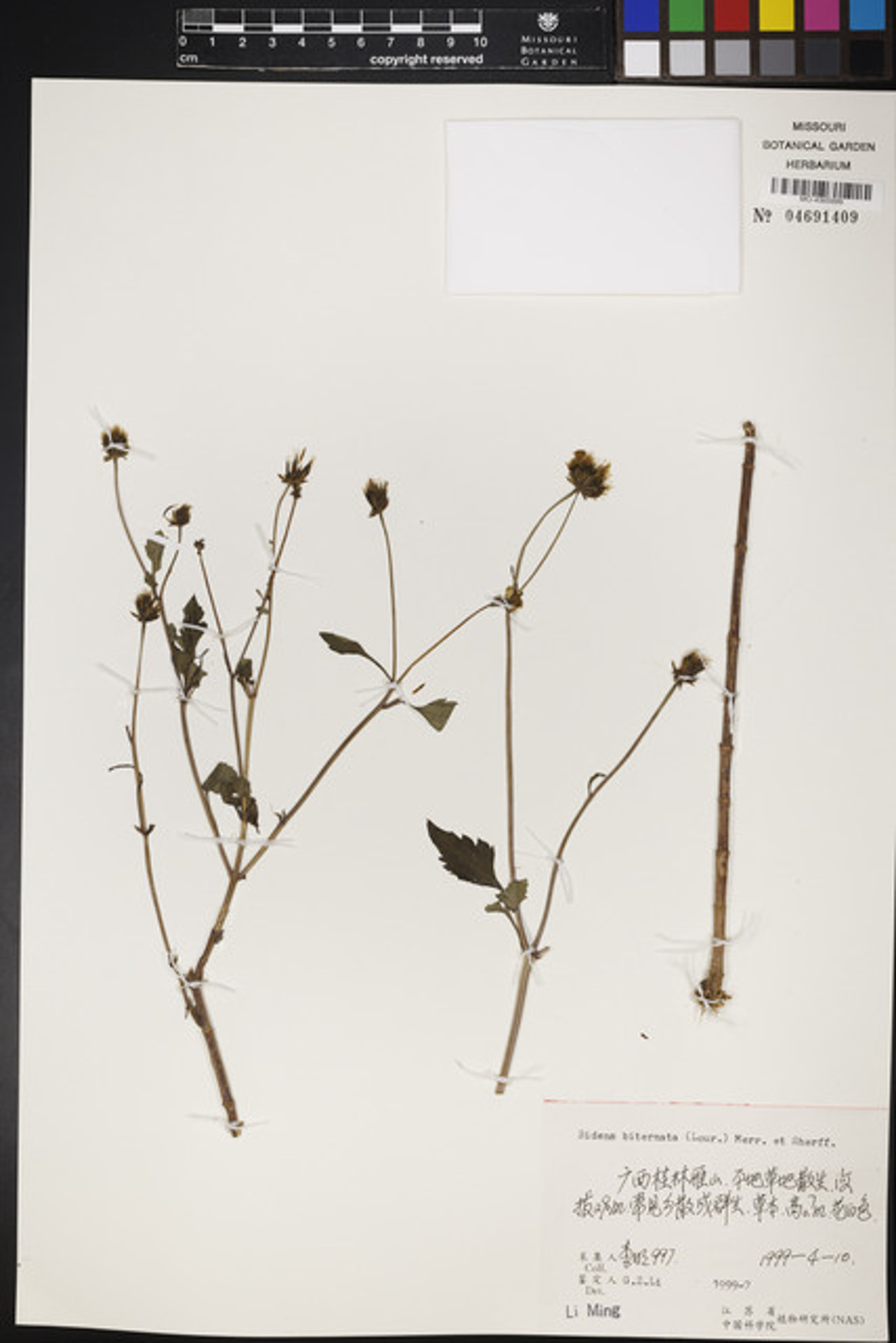 Bidens biternata - 74