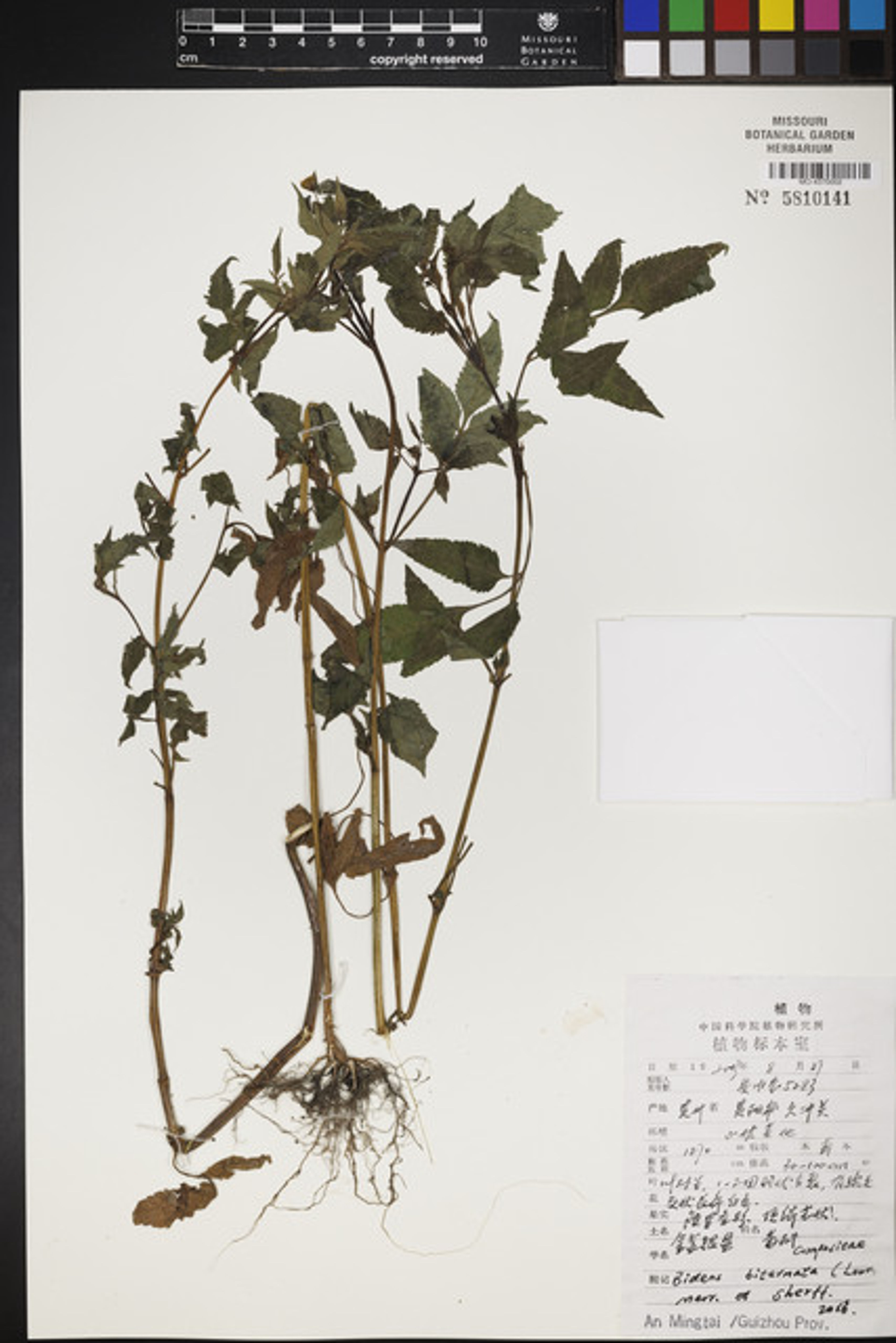 Bidens biternata - 153