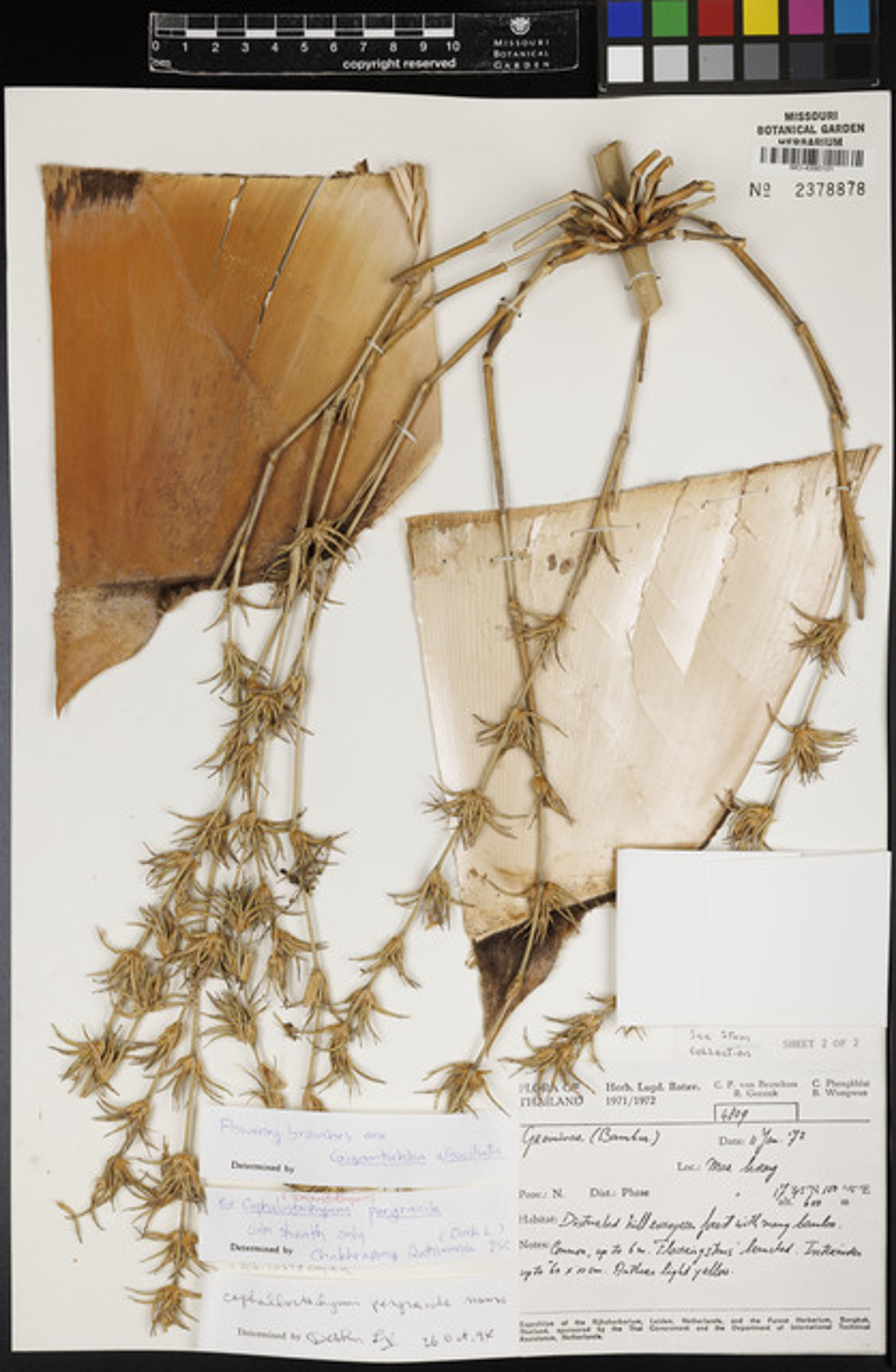 Gigantochloa albociliata - 9