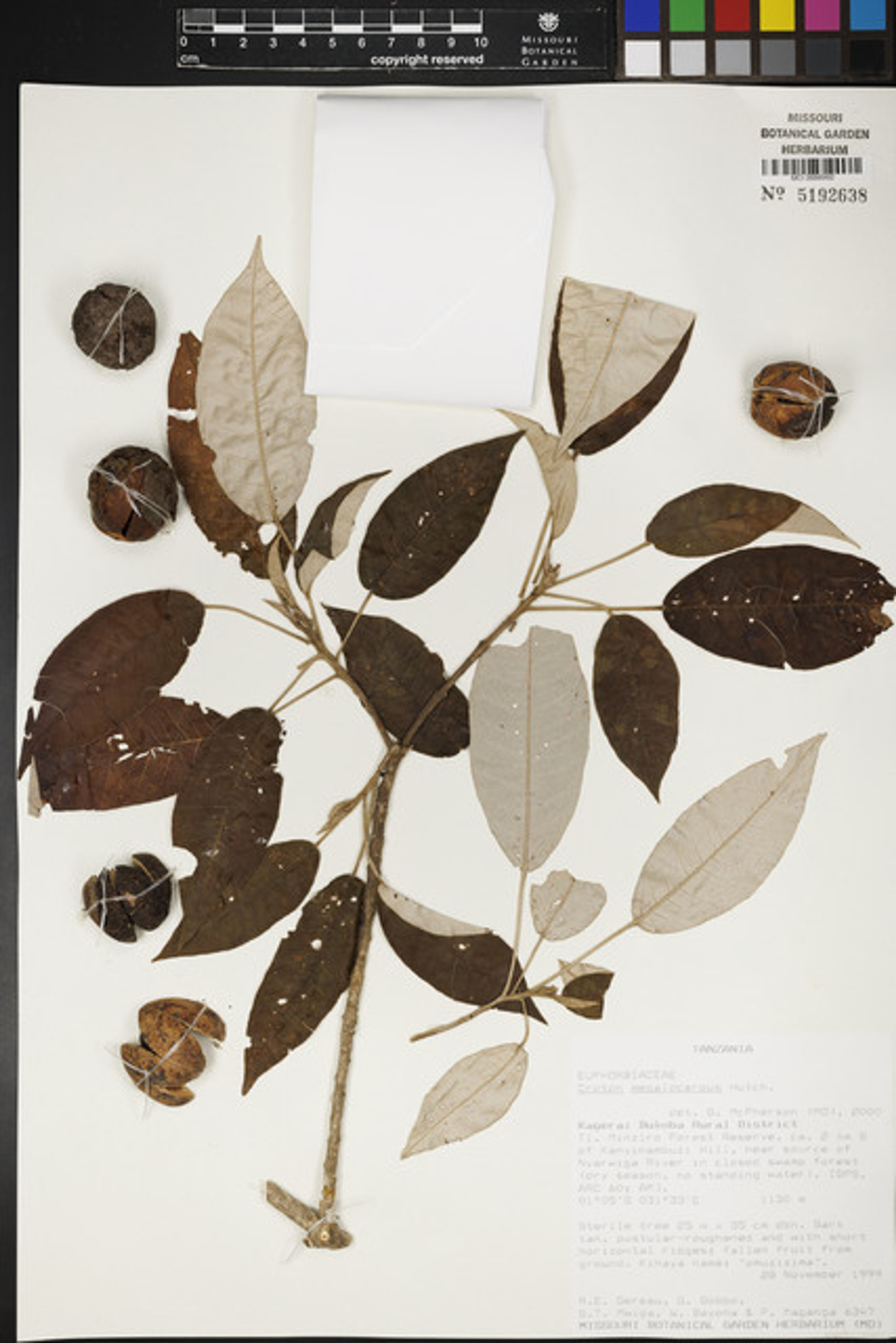 Croton megalocarpus - 88
