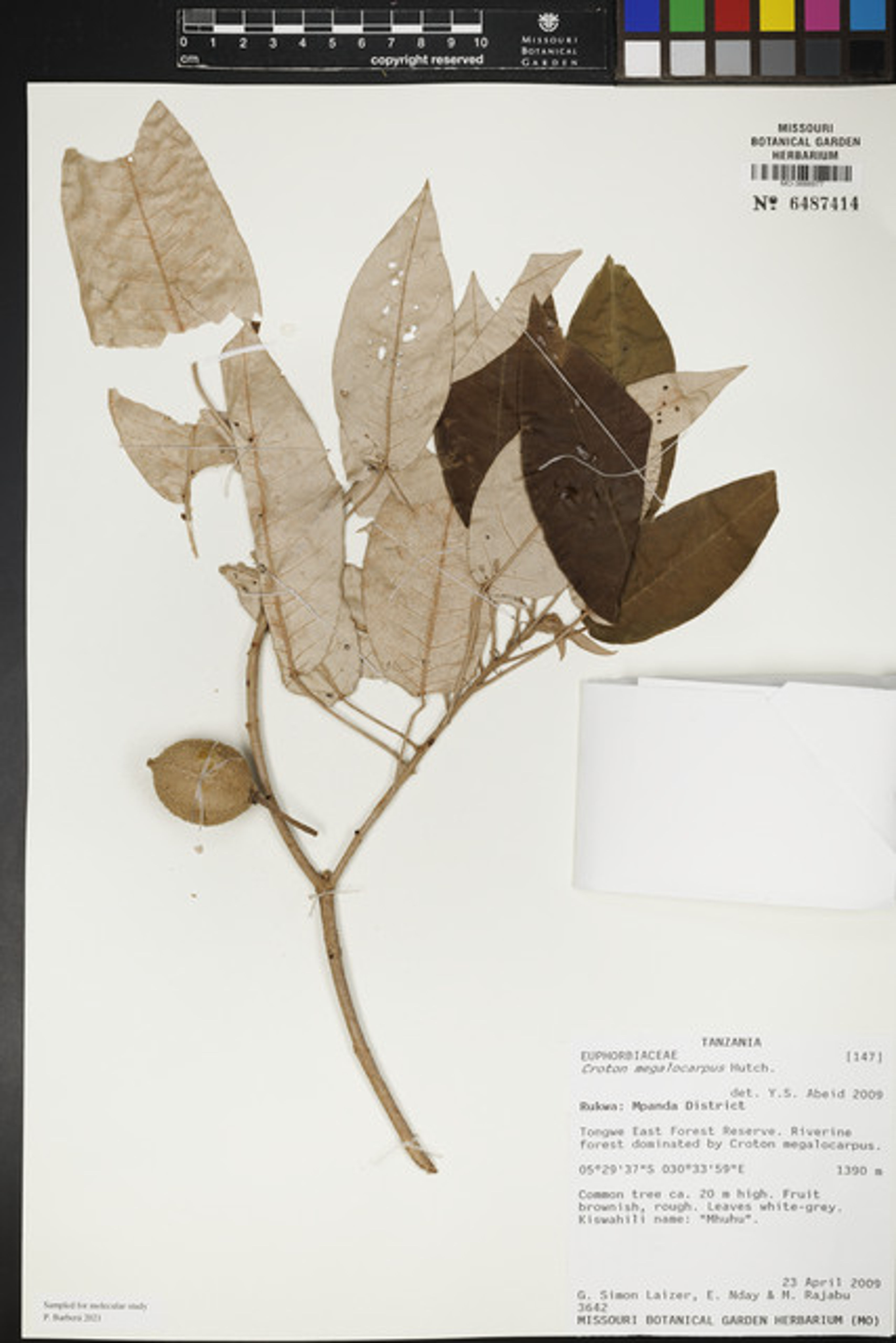 Croton megalocarpus - 13