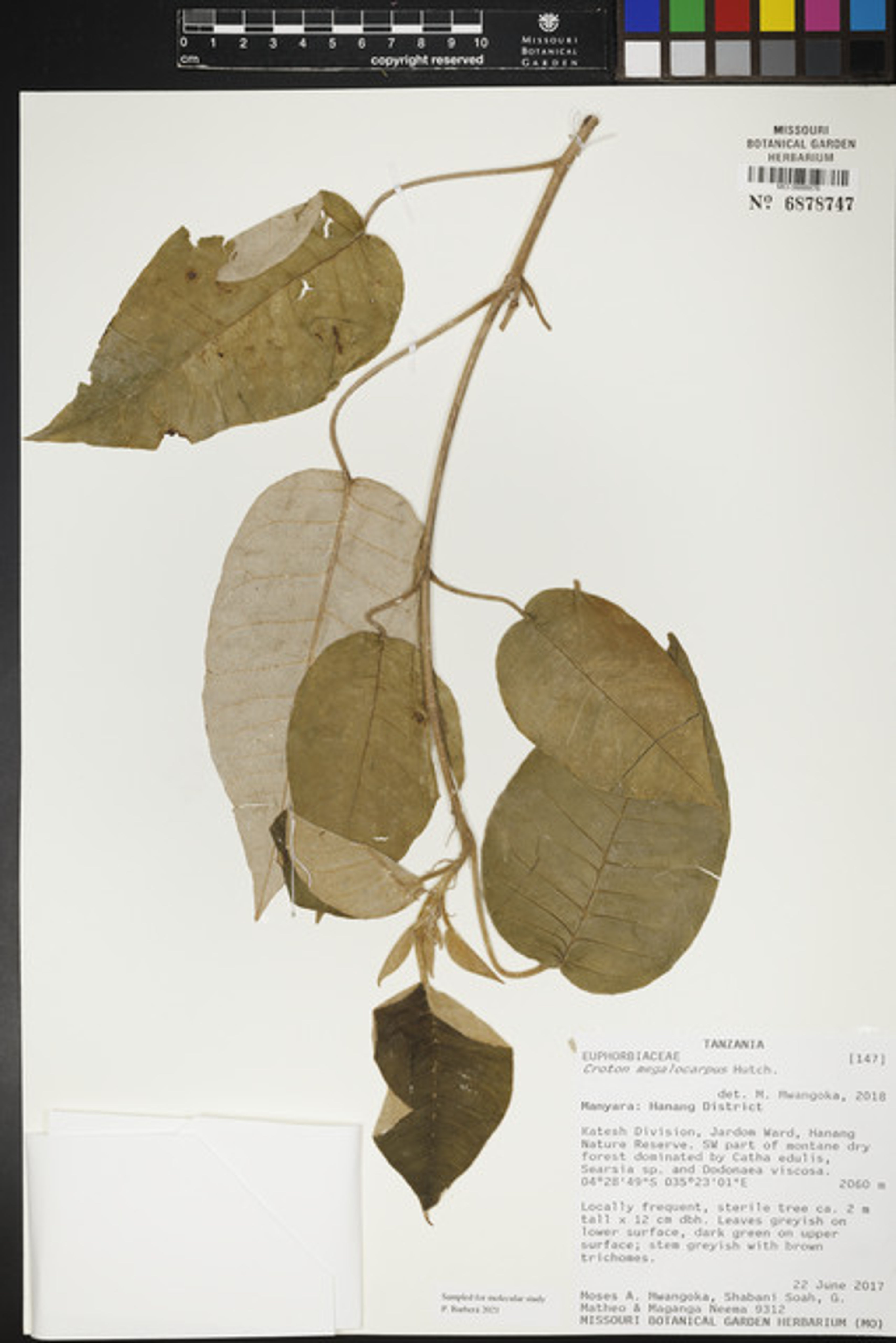 Croton megalocarpus - 77