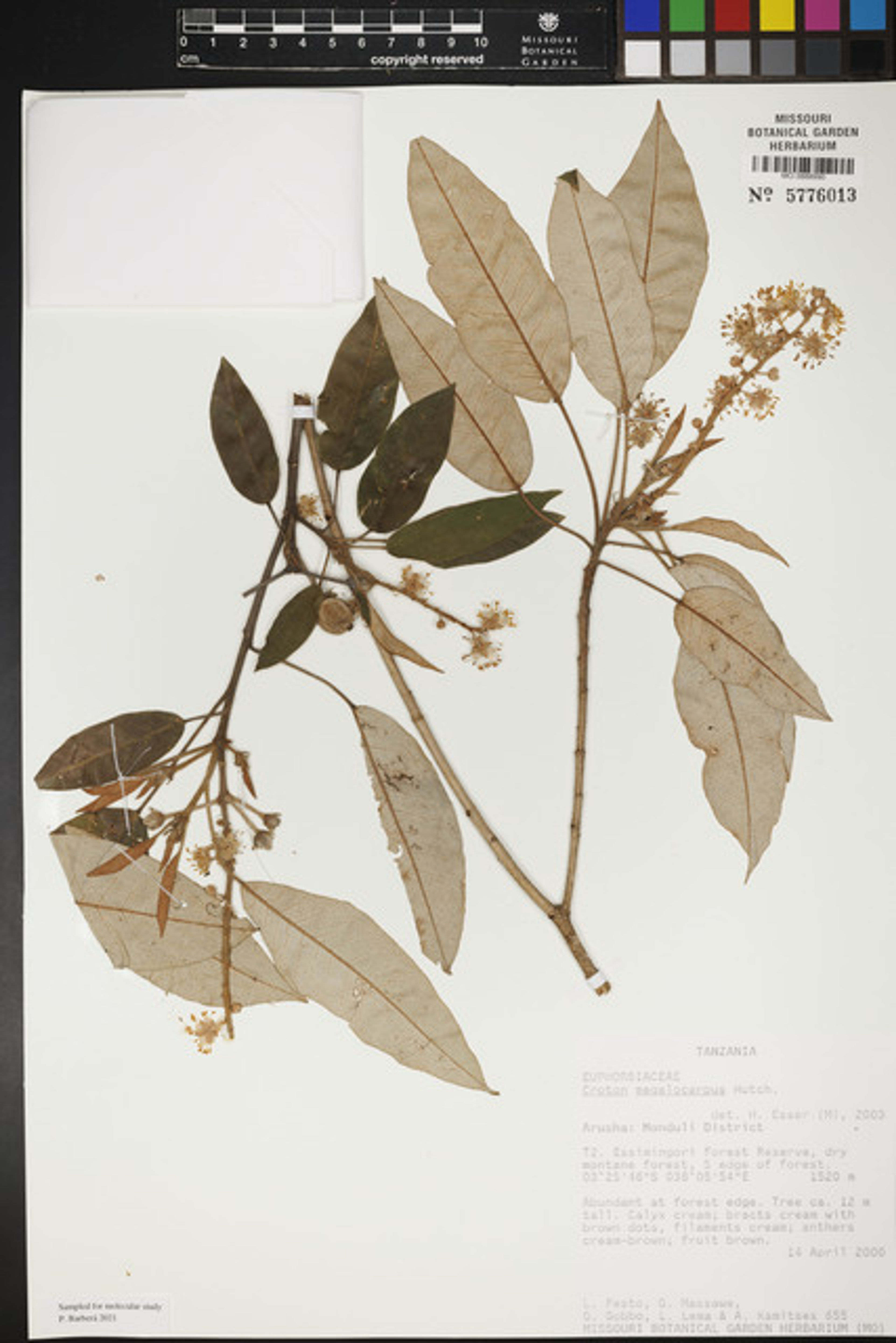 Croton megalocarpus - 12