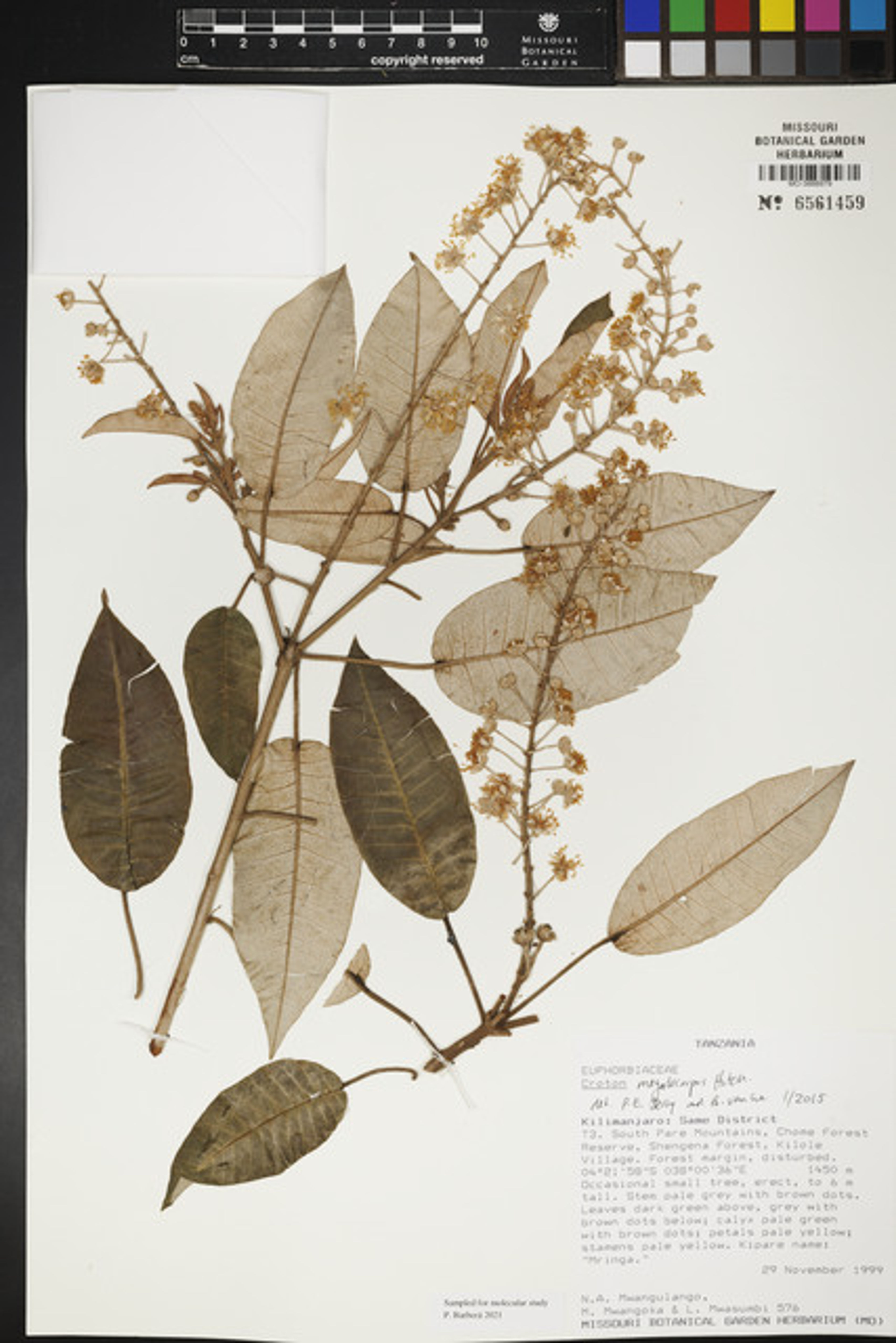 Croton megalocarpus - 63