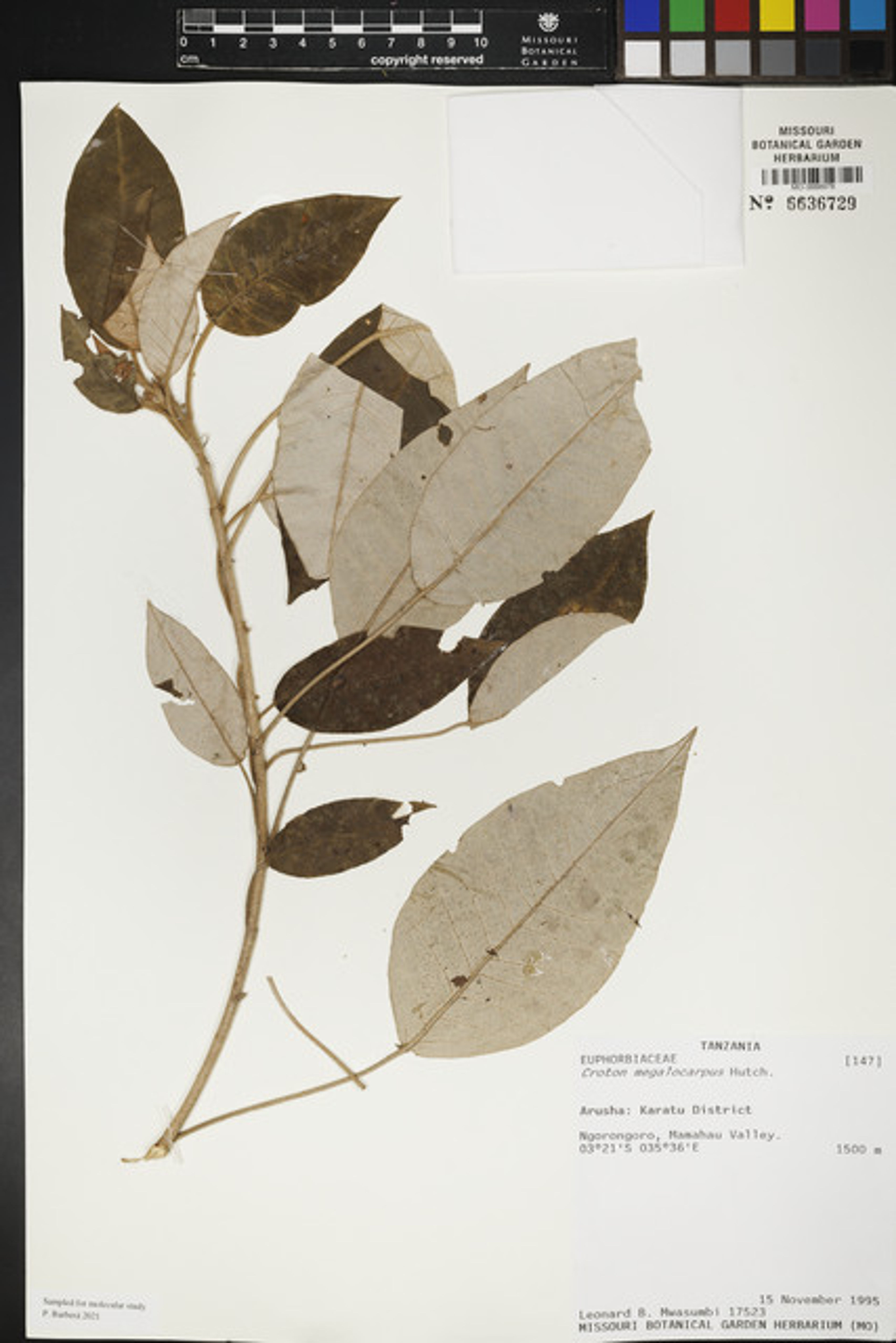 Croton megalocarpus - 92