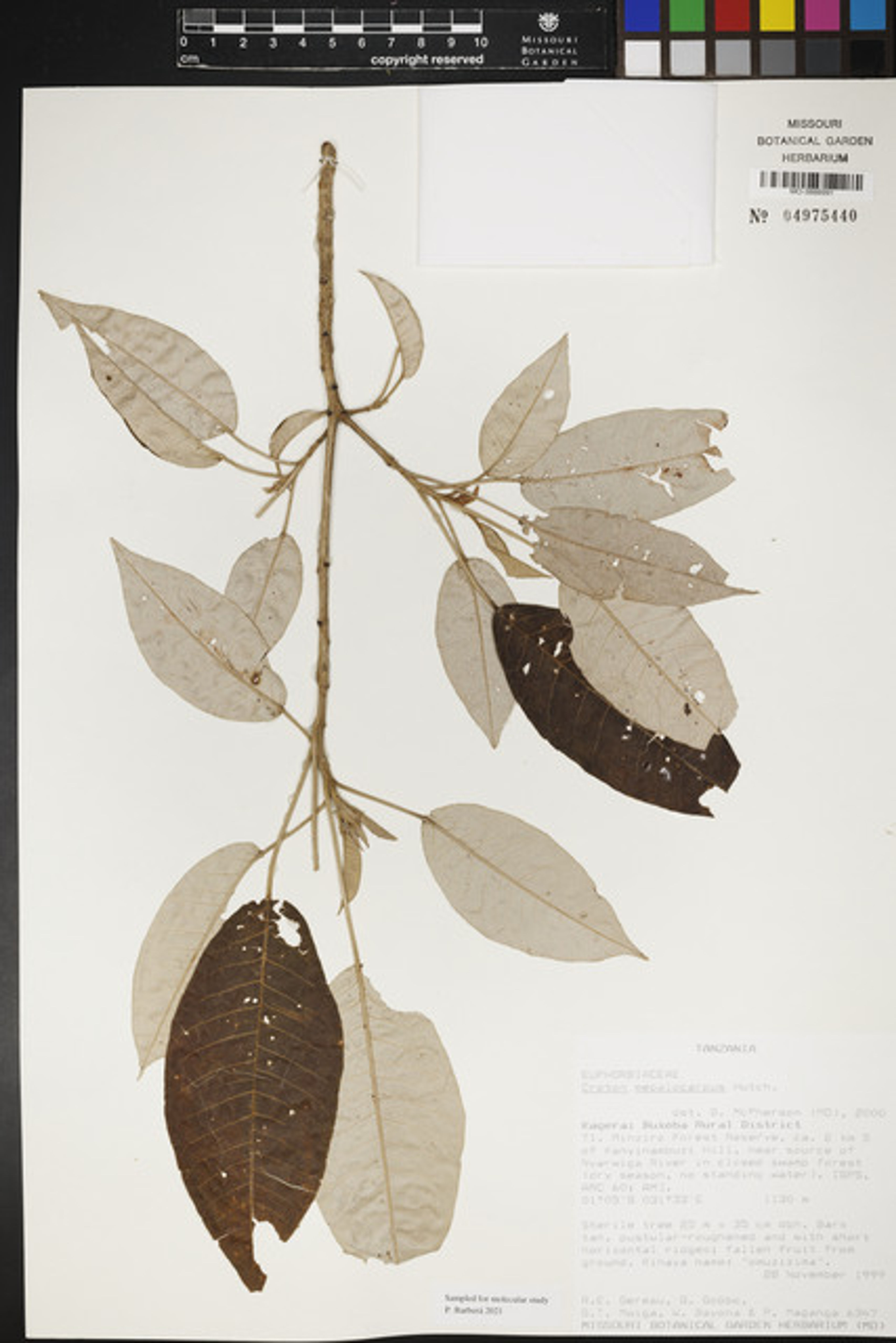 Croton megalocarpus - 75