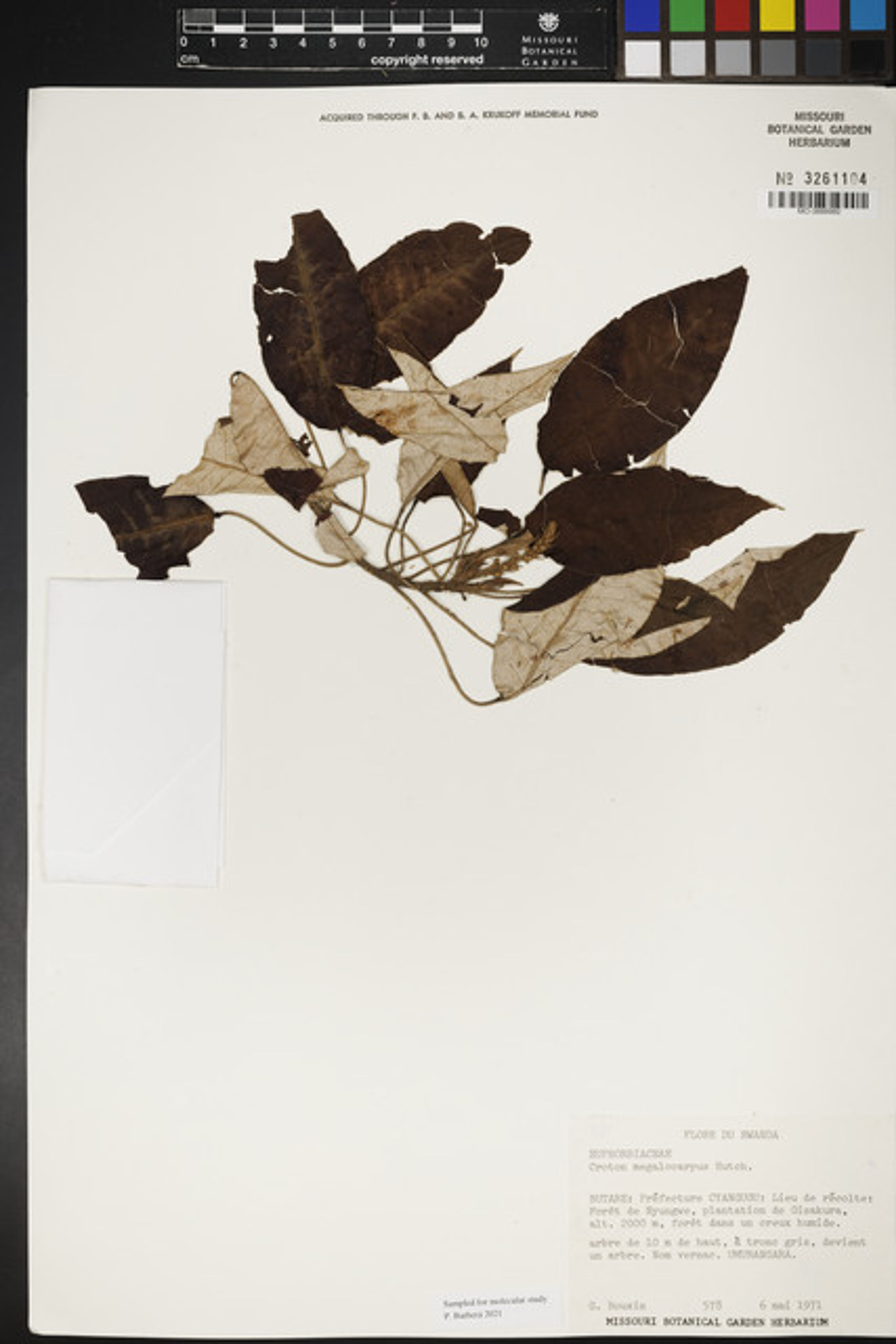 Croton megalocarpus - 3