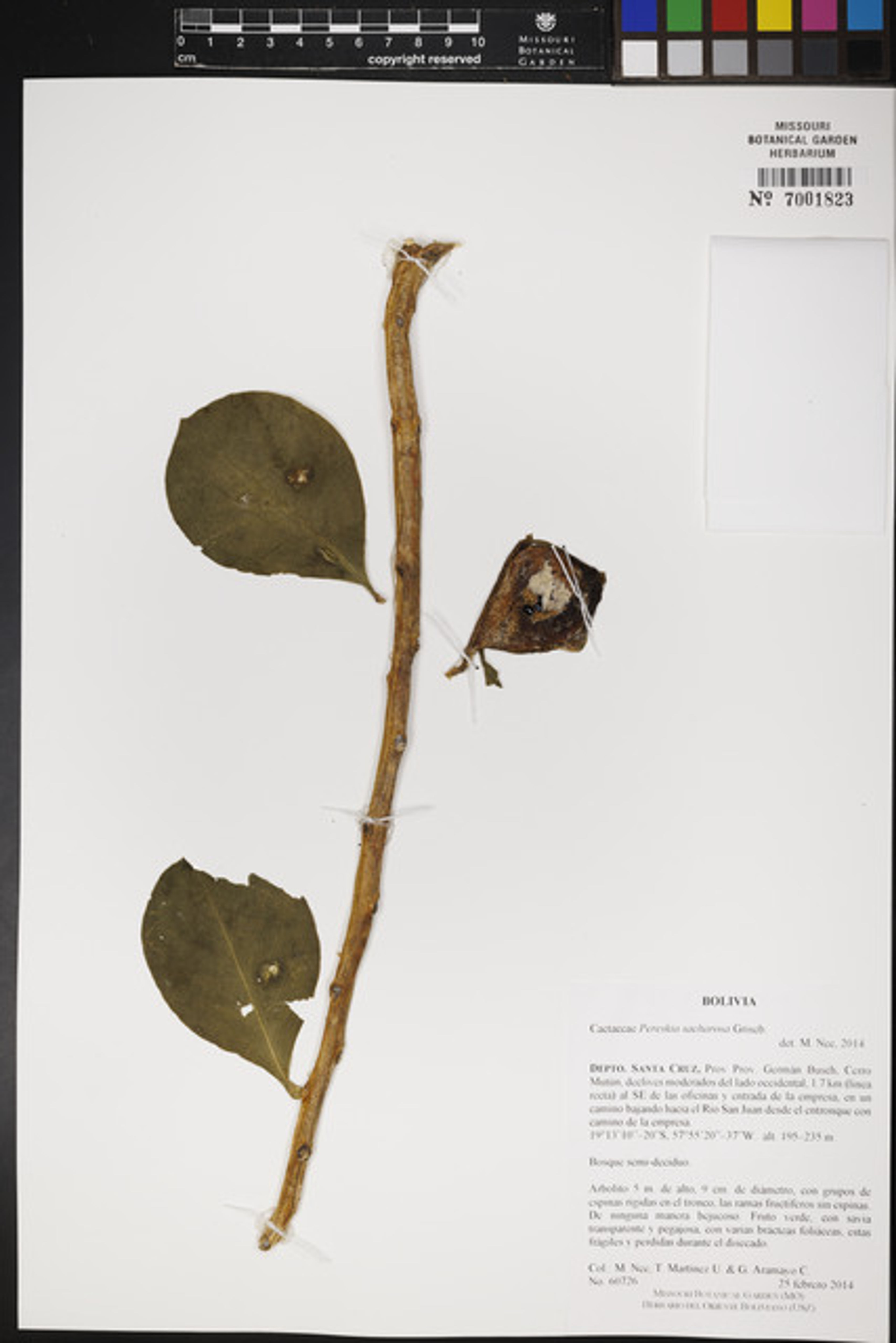 Pereskia sacharosa - 24