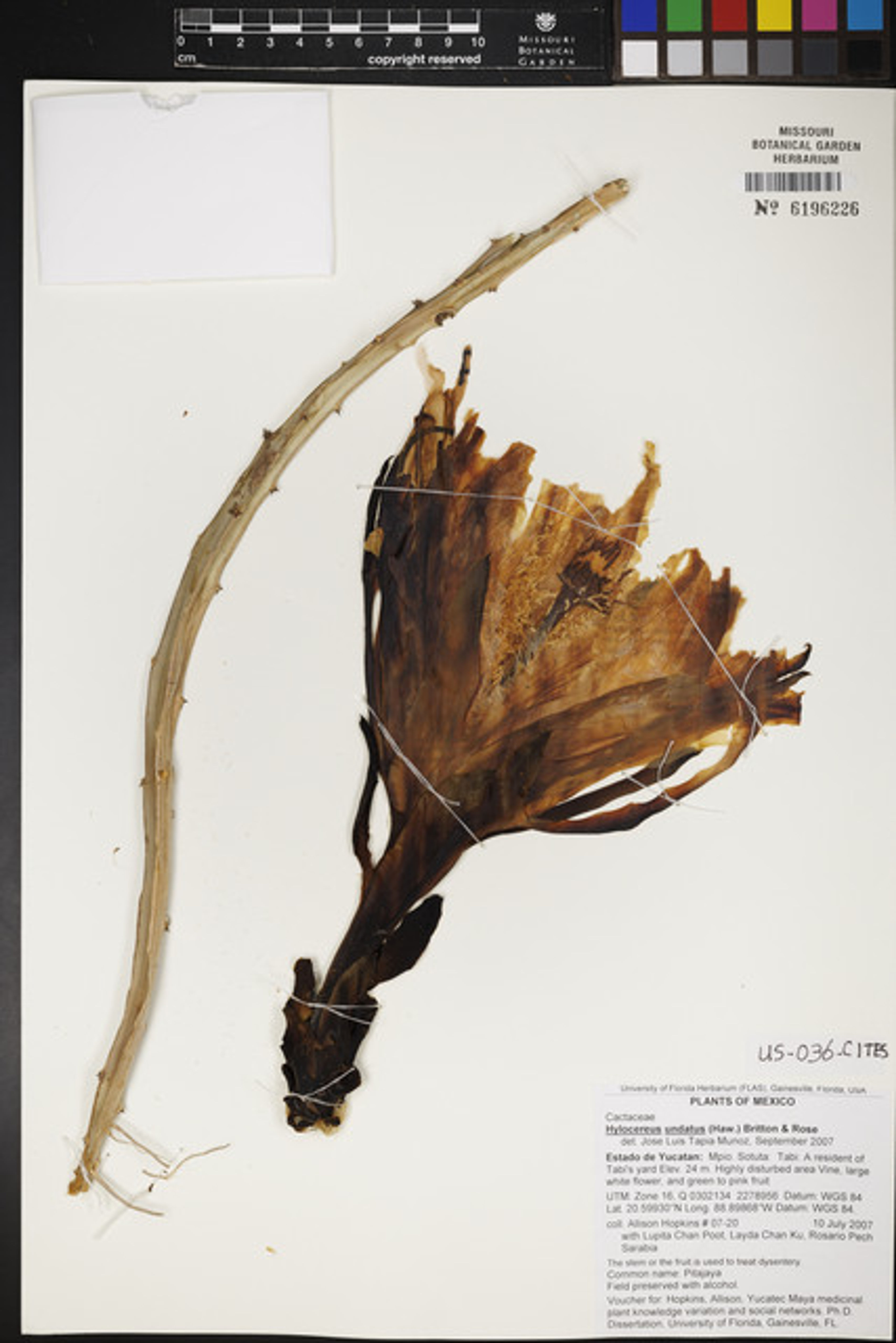 Hylocereus undatus - 3