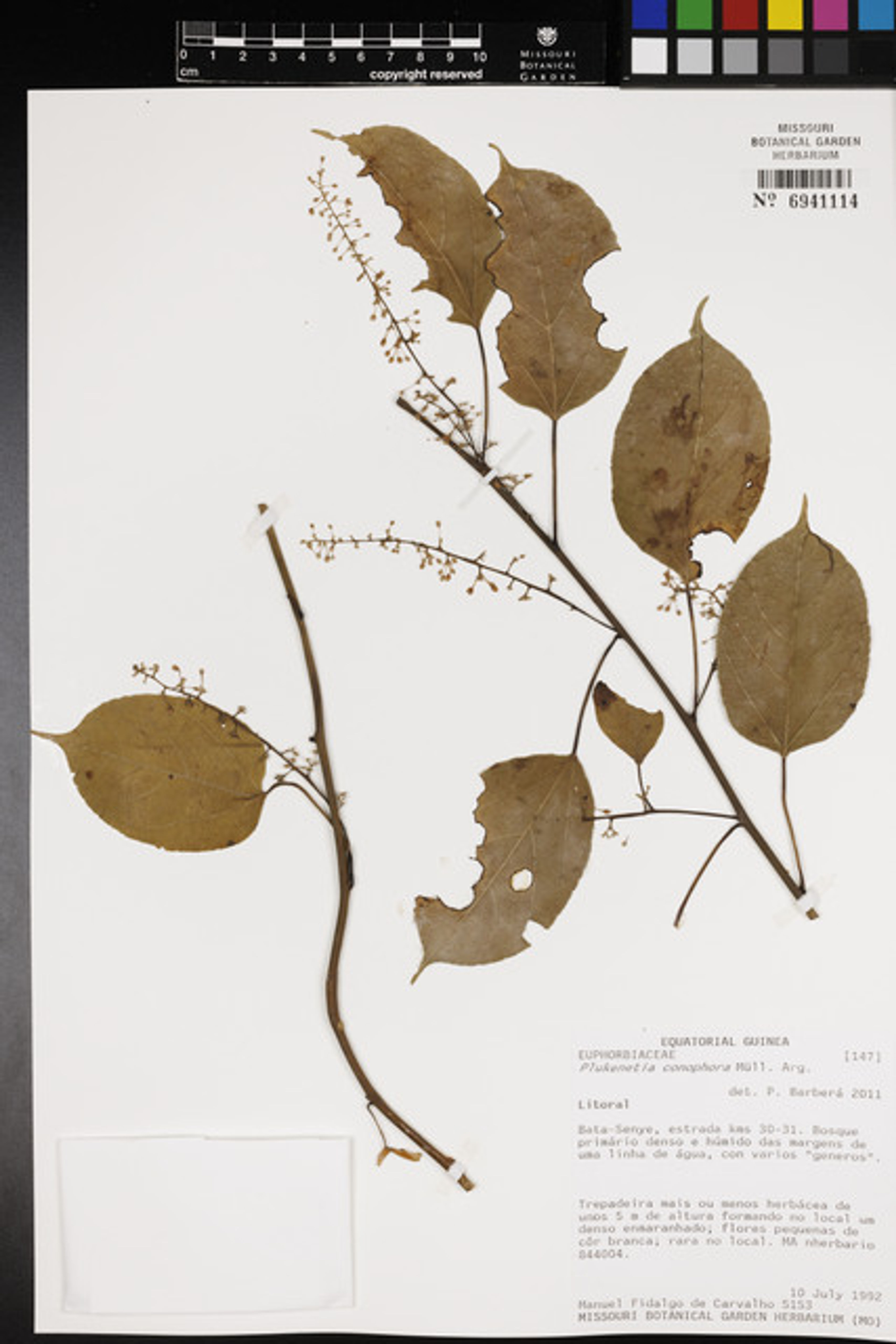 Plukenetia conophora - 21