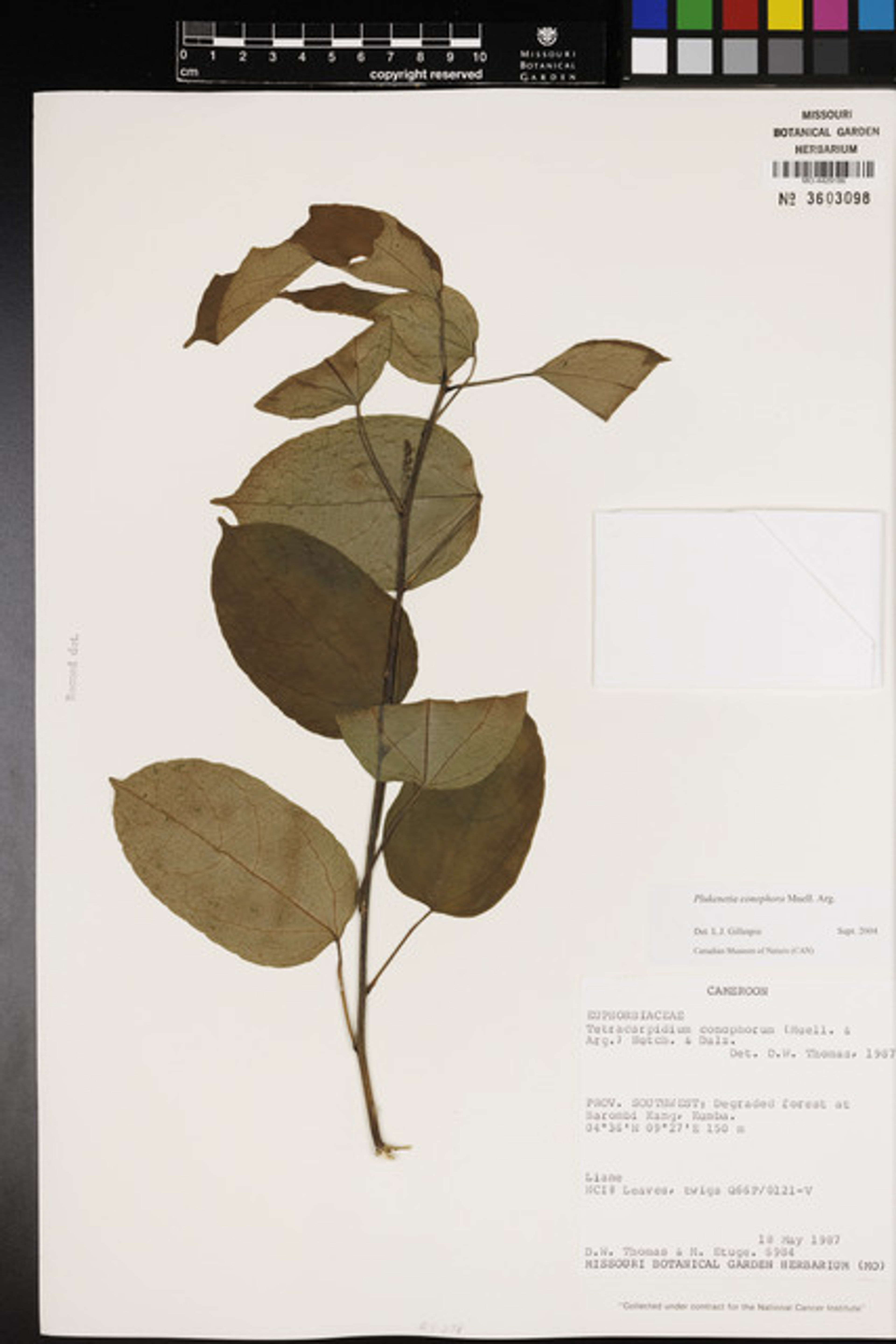 Plukenetia conophora - 64