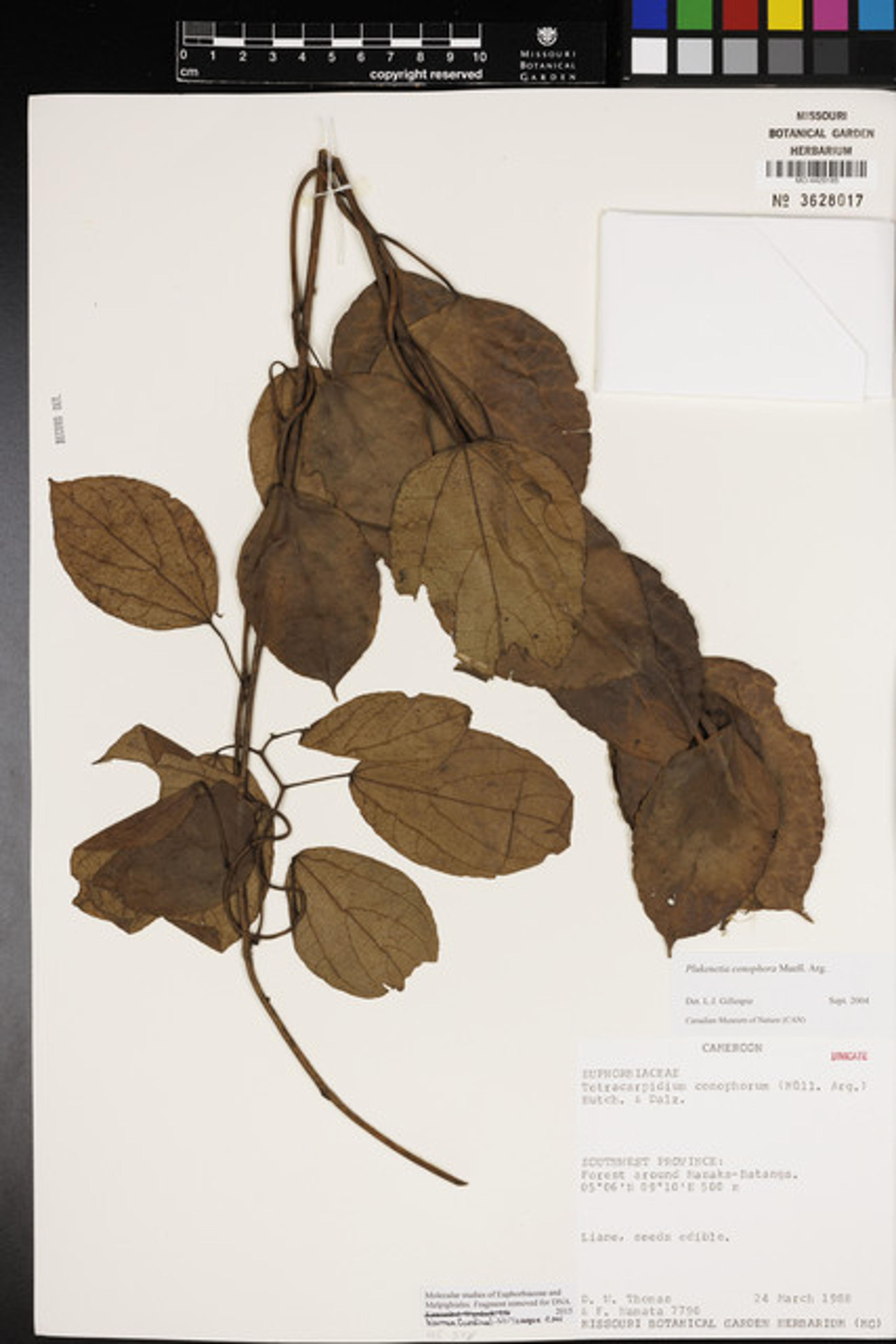 Plukenetia conophora - 52