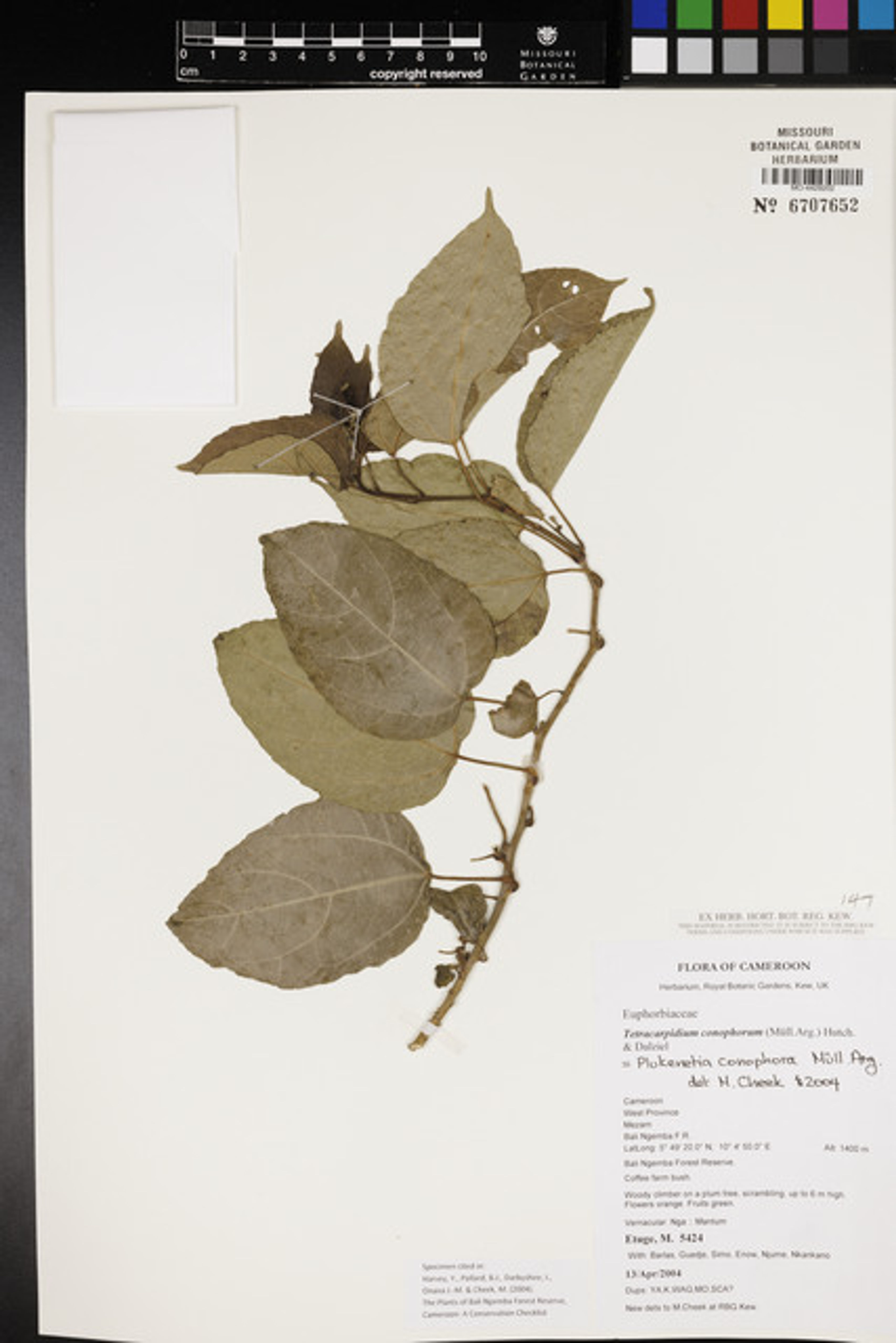 Plukenetia conophora - 42