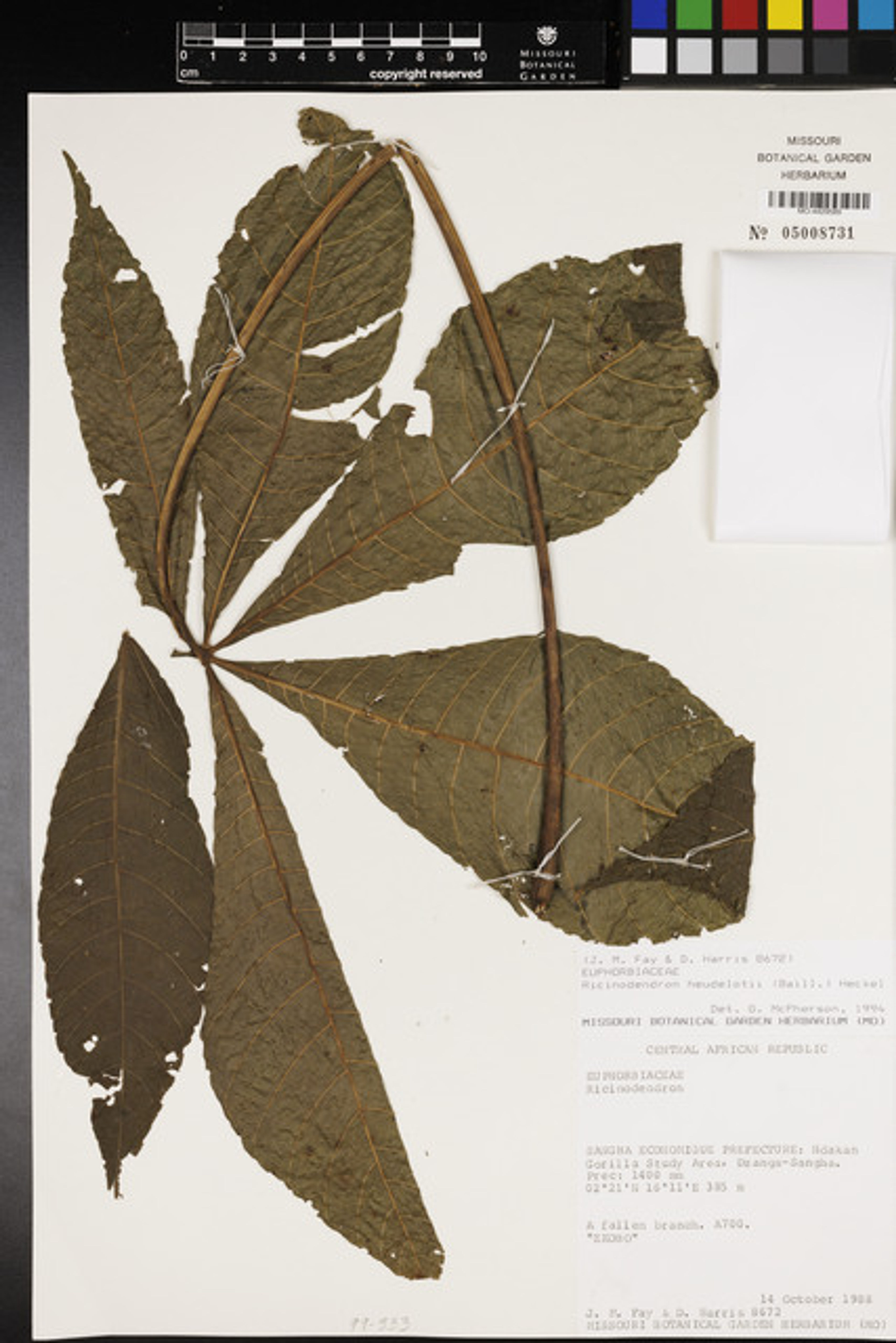 Ricinodendron heudelotii - 78