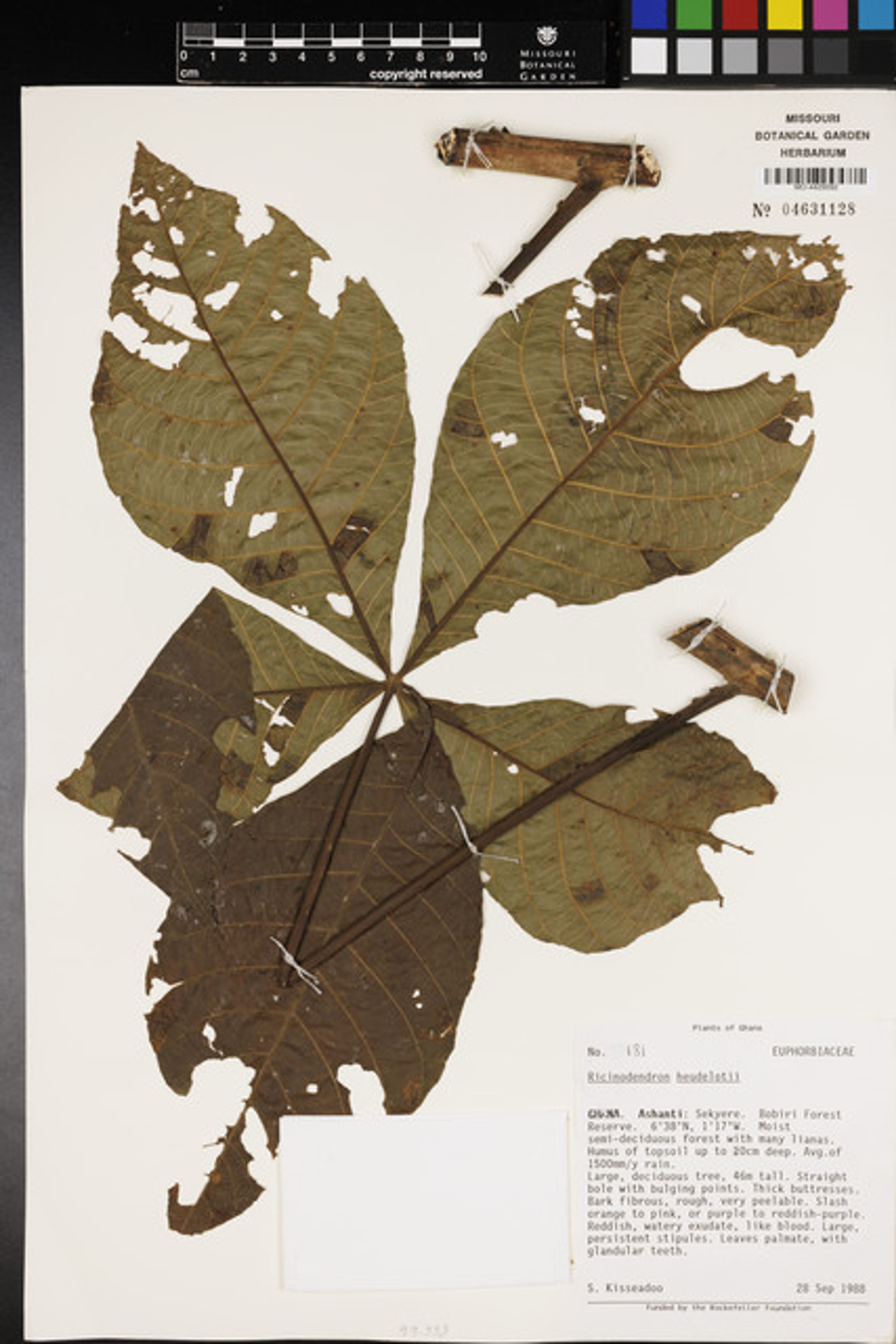 Ricinodendron heudelotii - 54