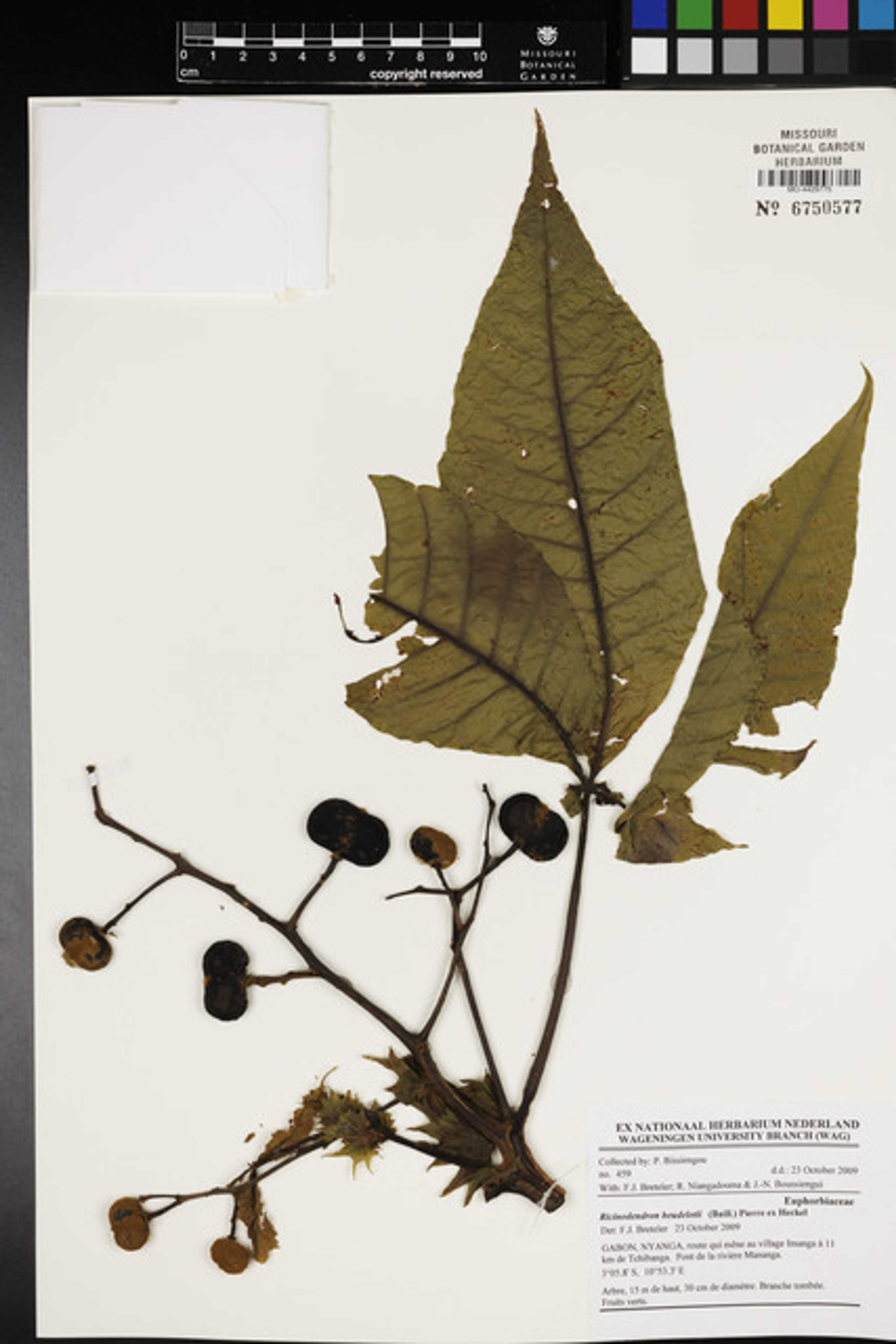 Ricinodendron heudelotii - 6