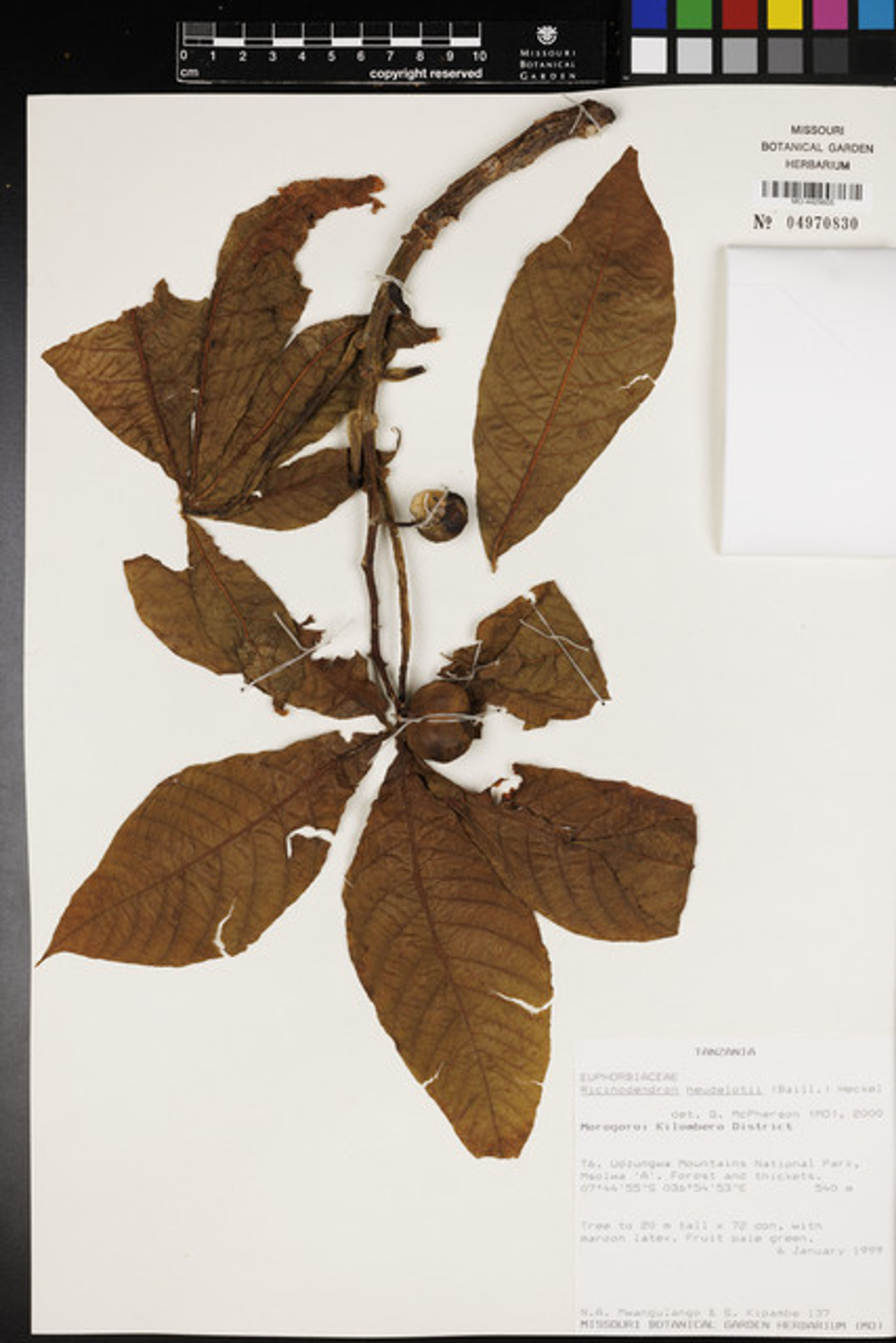 Ricinodendron heudelotii - 61