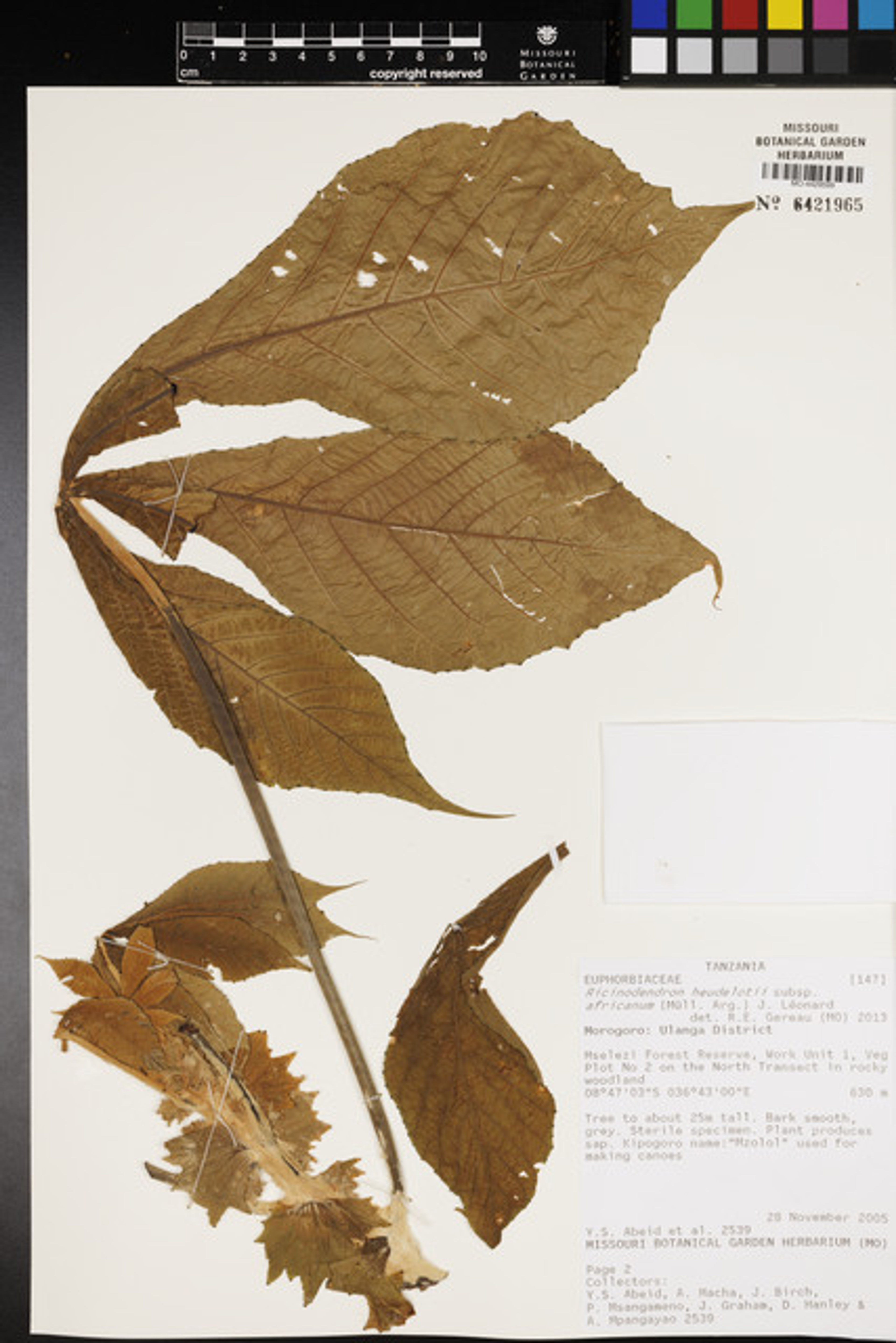 Ricinodendron heudelotii - 94