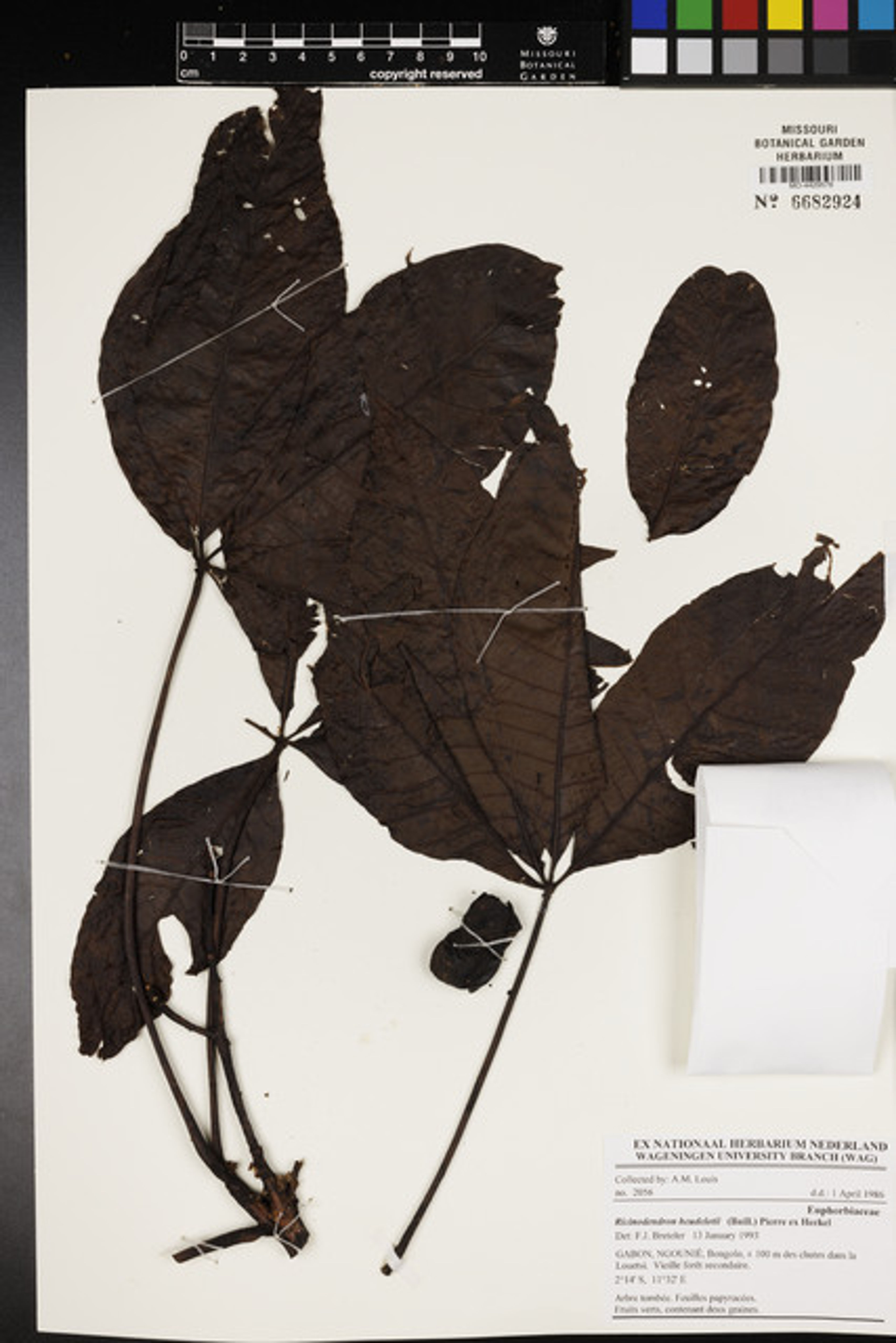 Ricinodendron heudelotii - 95