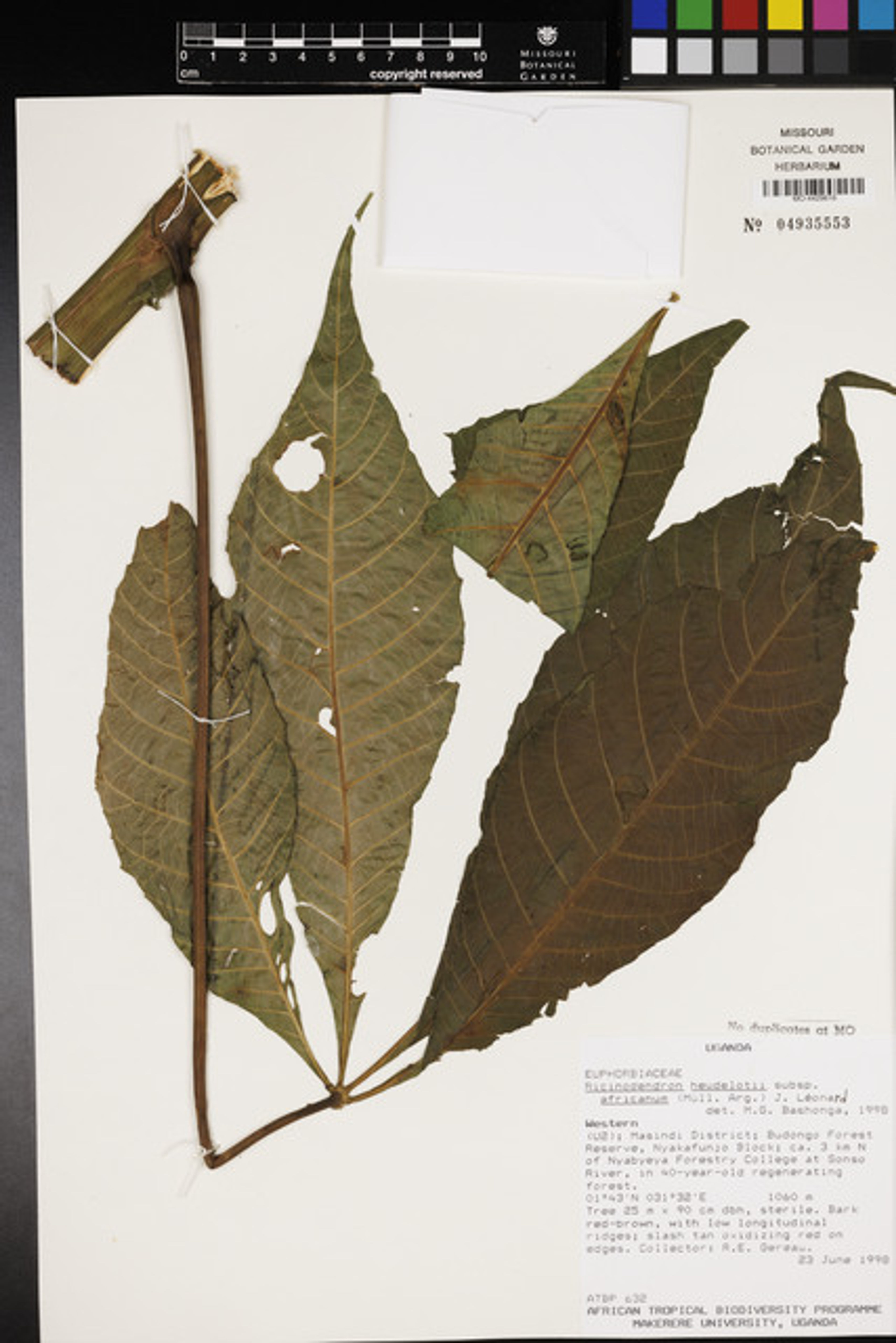 Ricinodendron heudelotii - 89