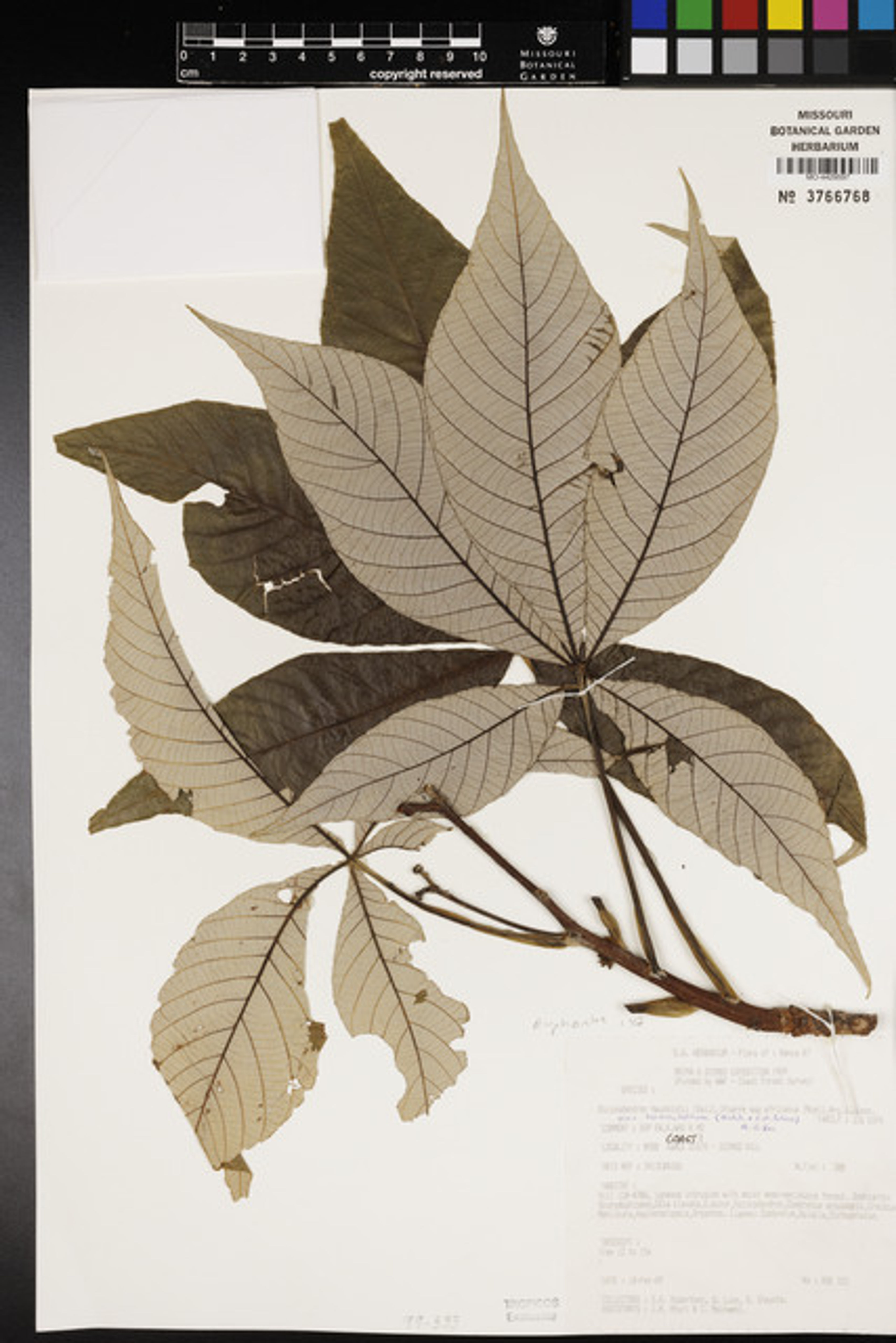 Ricinodendron heudelotii - 79