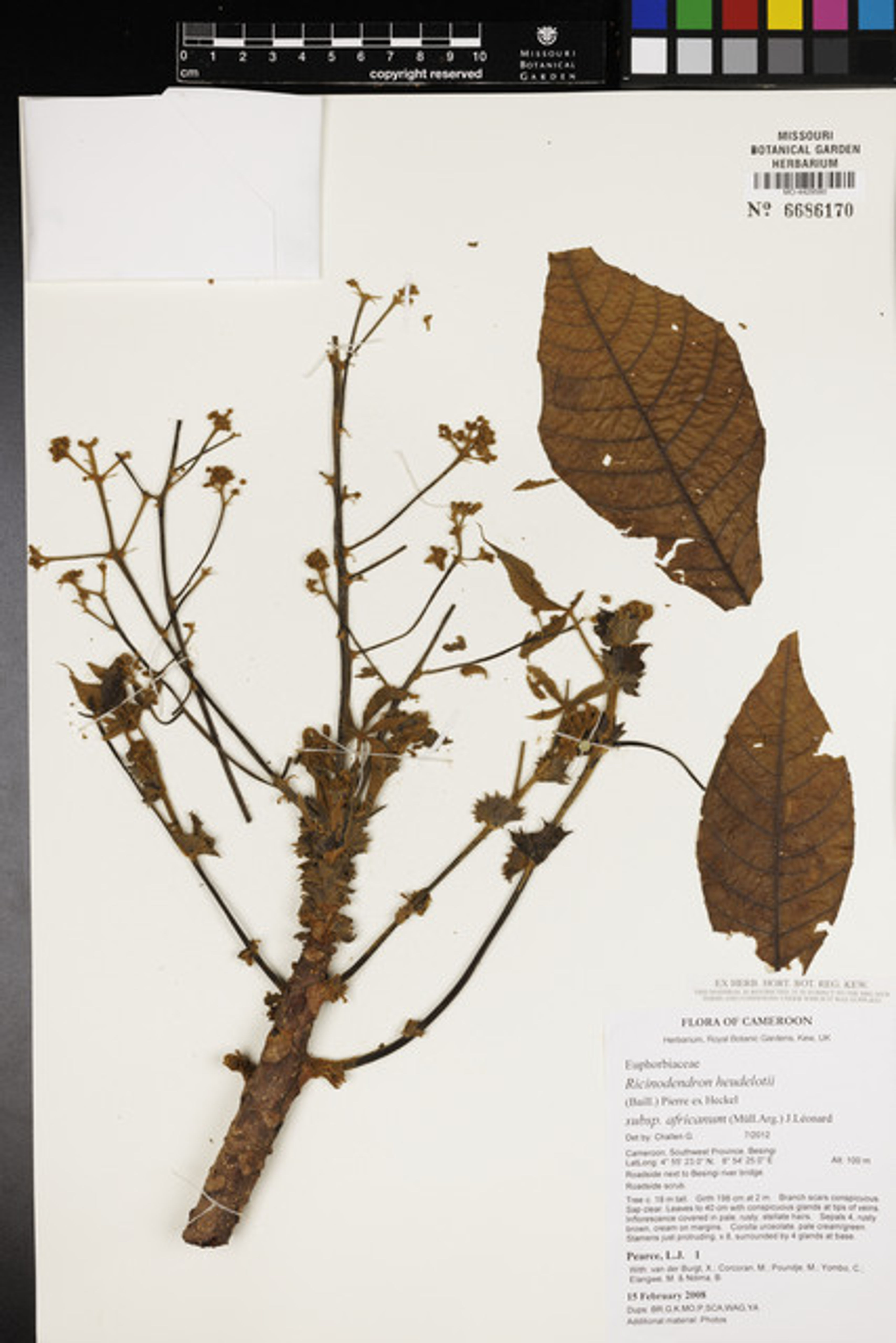 Ricinodendron heudelotii - 23